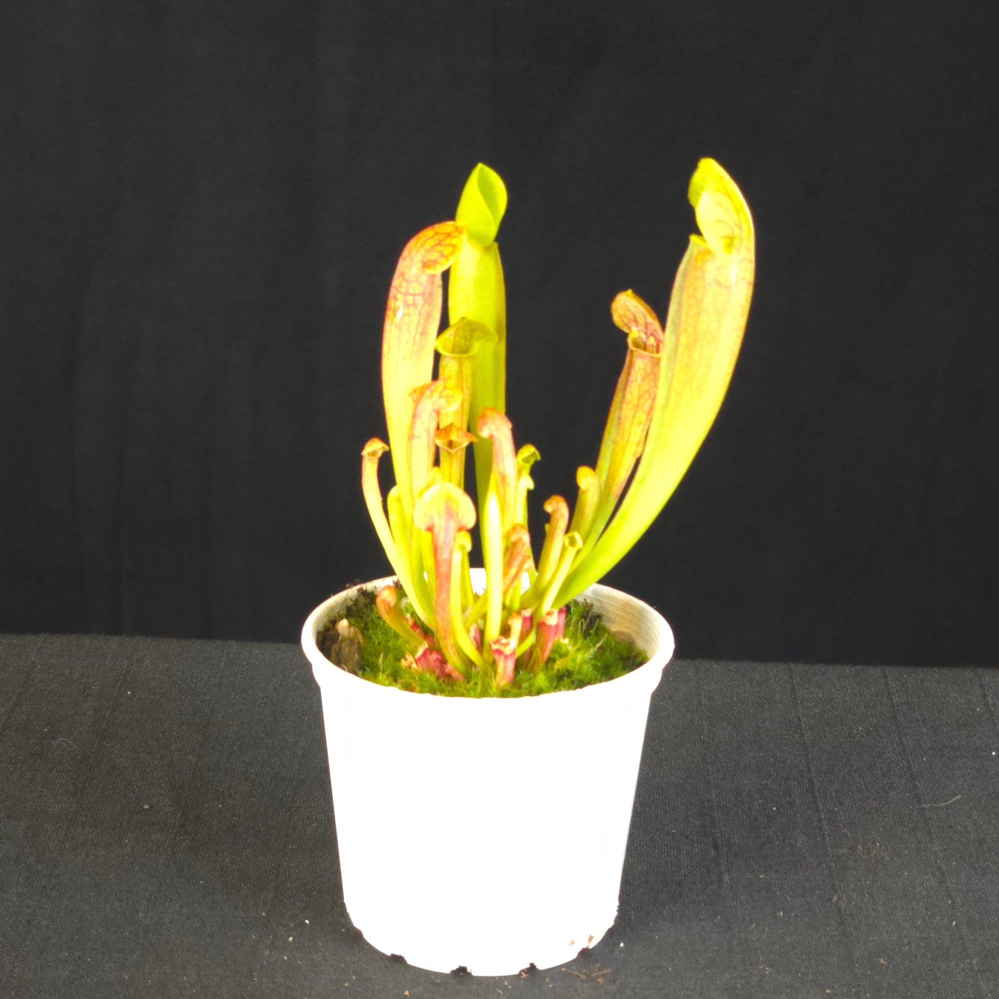 Sarracenia 'Paradisia' Green Form