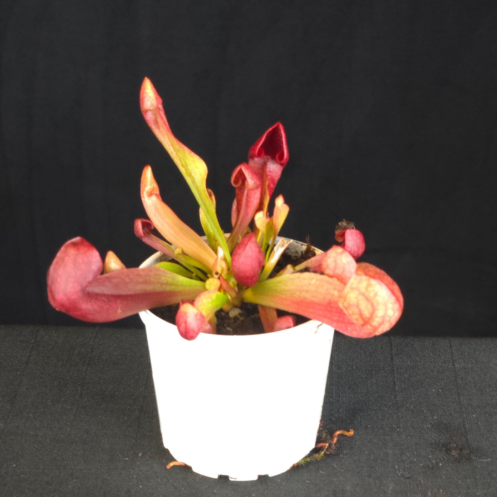 Sarracenia × courtii