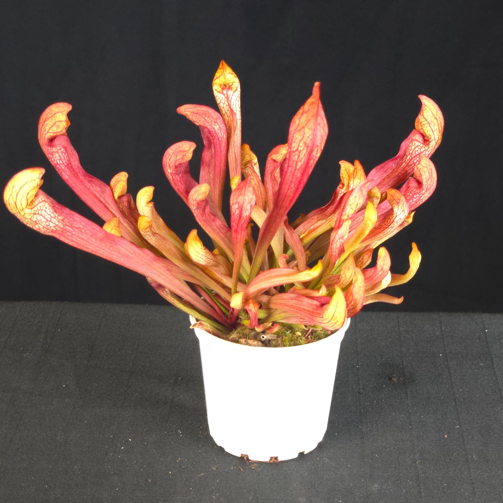 Sarracenia ‘Ruby Lips’