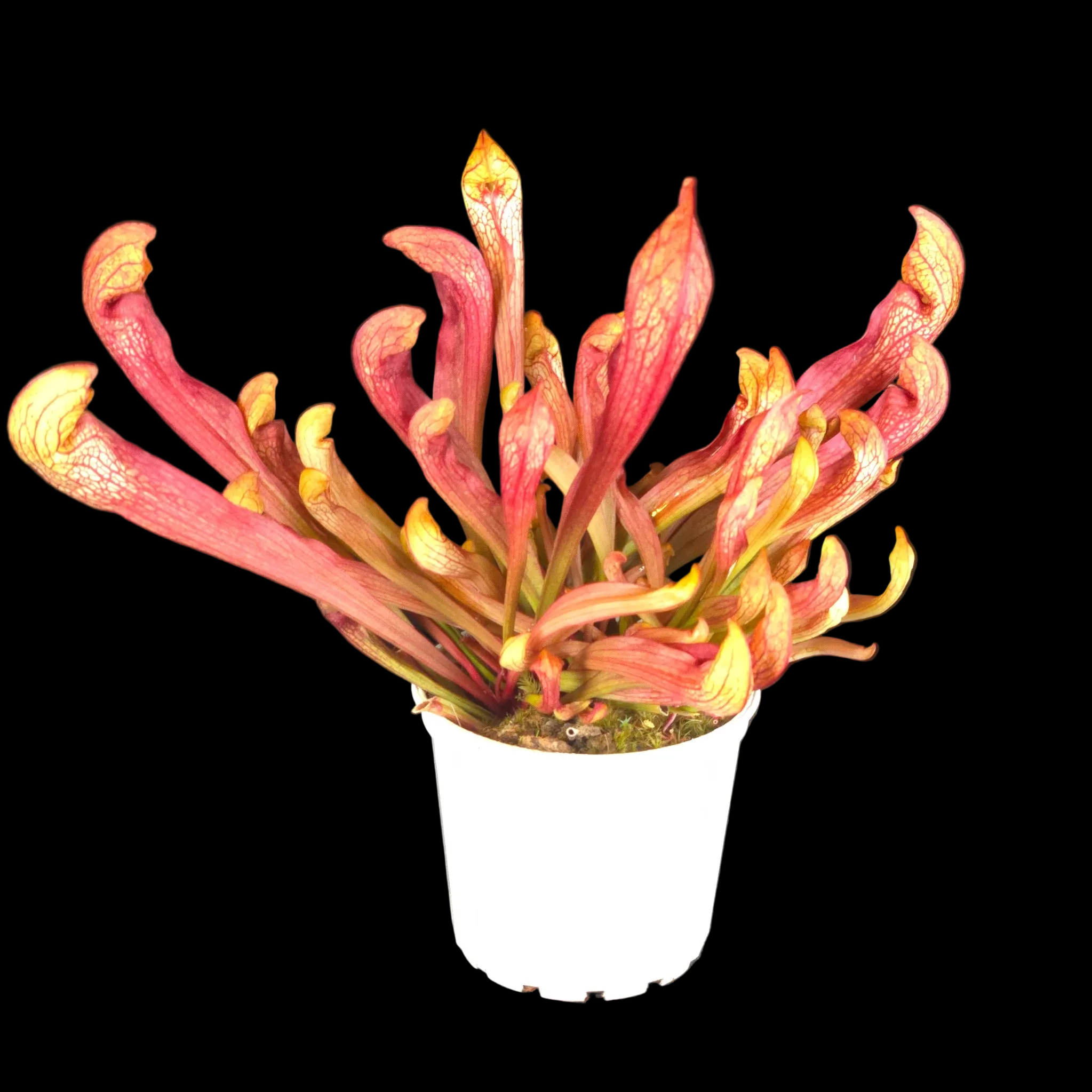 Sarracenia ‘Ruby Lips’