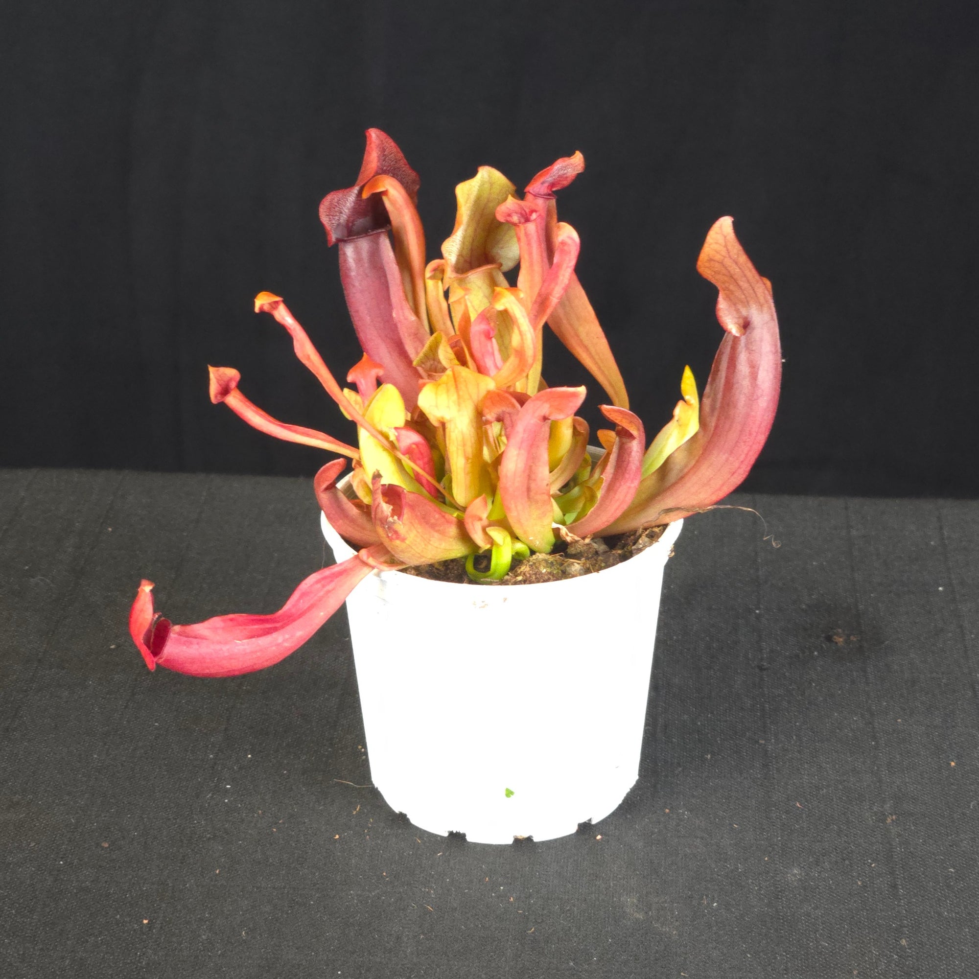 Sarracenia 'Maroon'