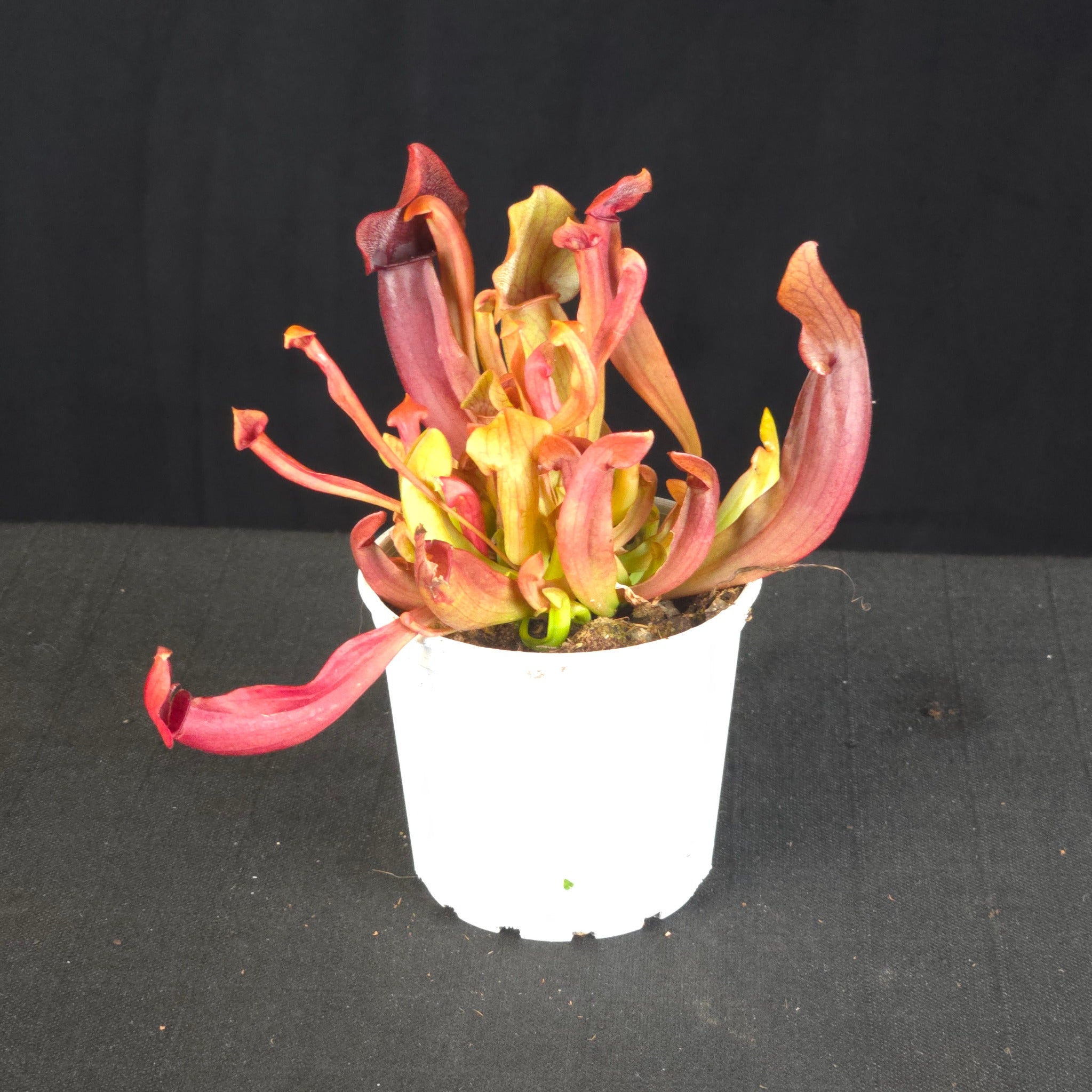 Sarracenia 'Maroon'