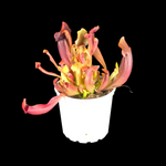 Sarracenia 'Maroon'