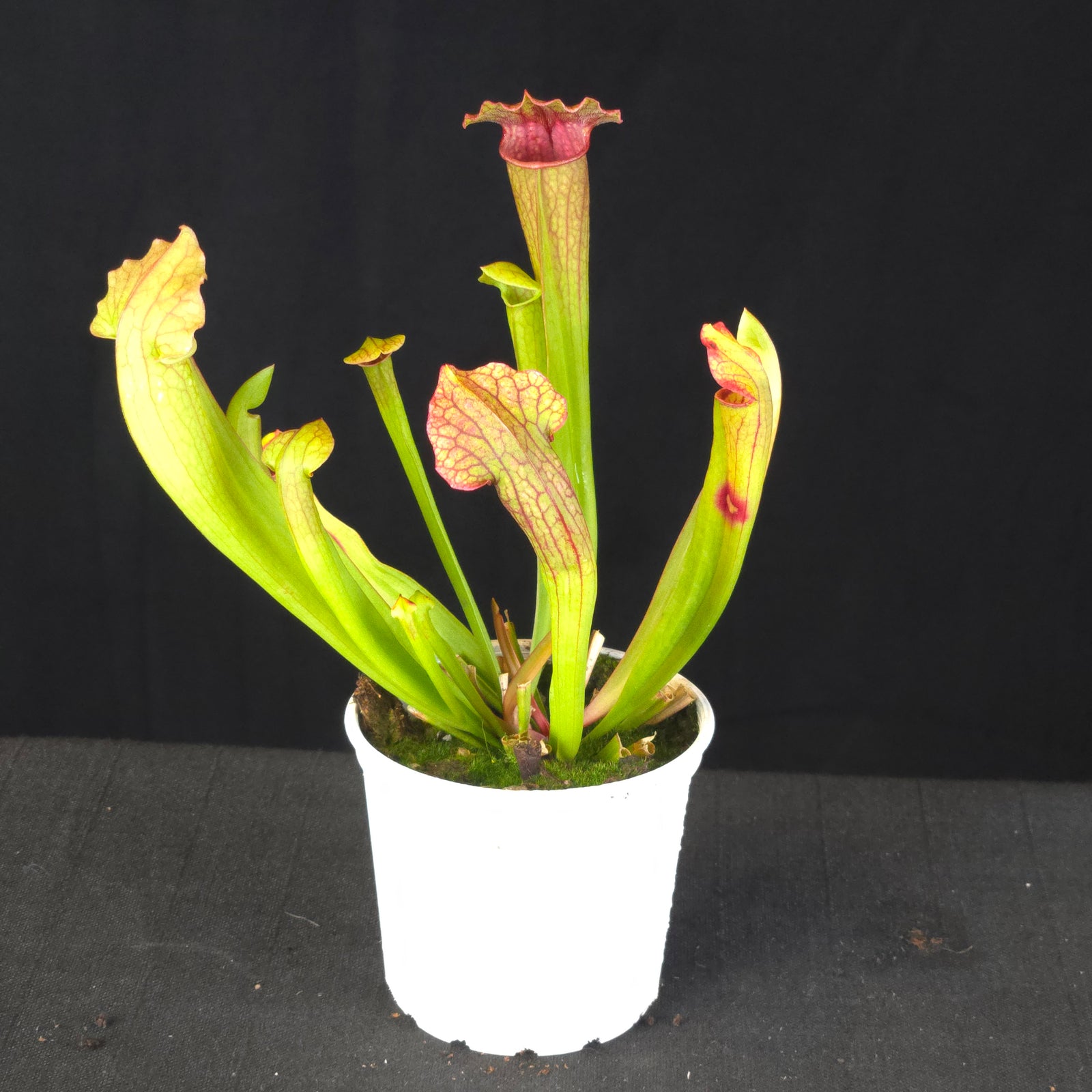 Sarracenia 'Philadelphia'