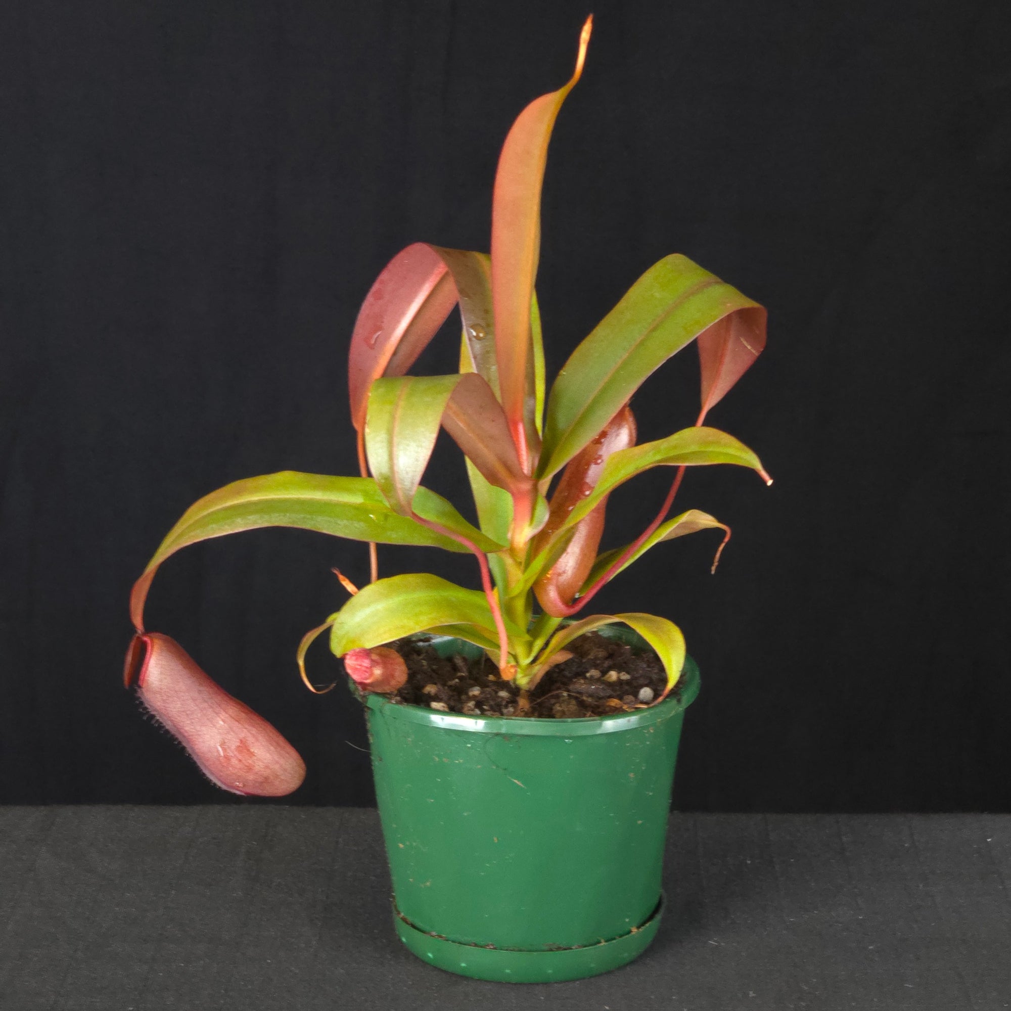 Nepenthes 'Red Beauty'