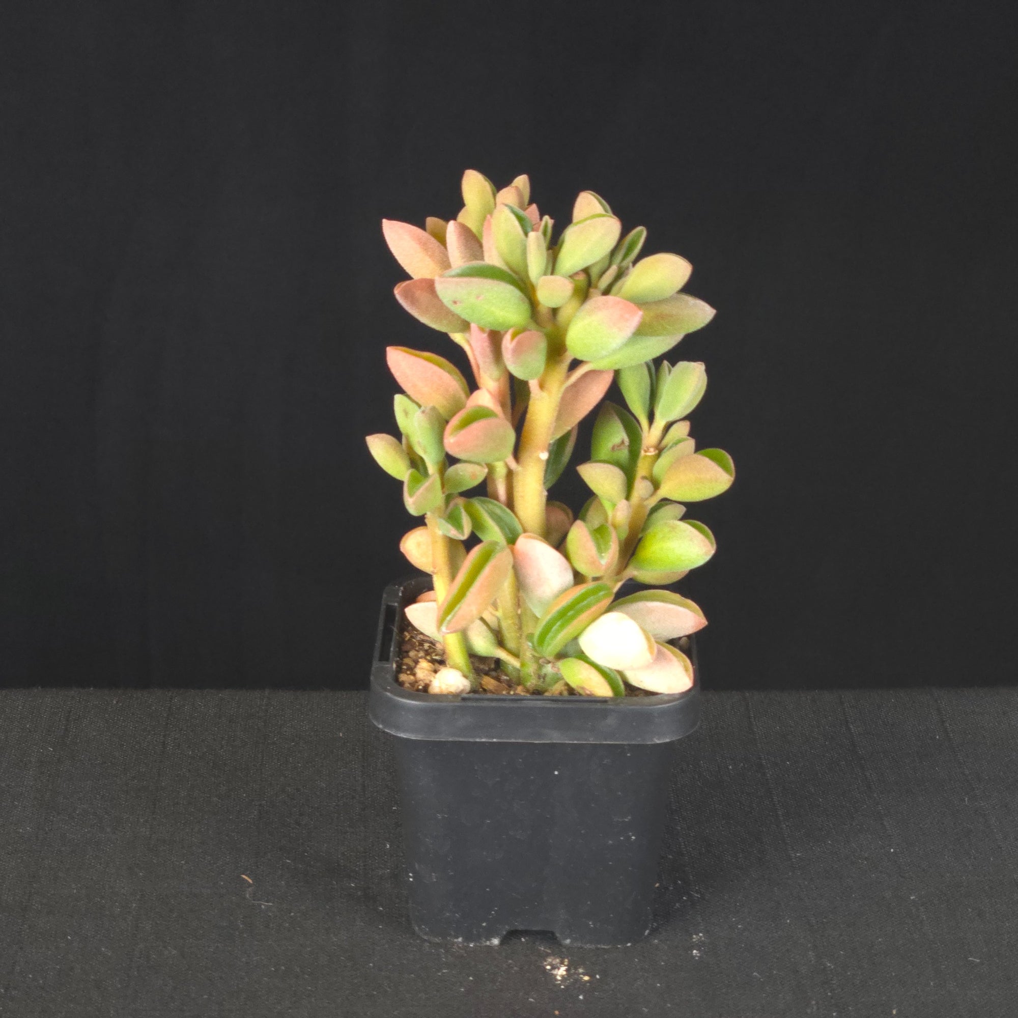 Peperomia asperula