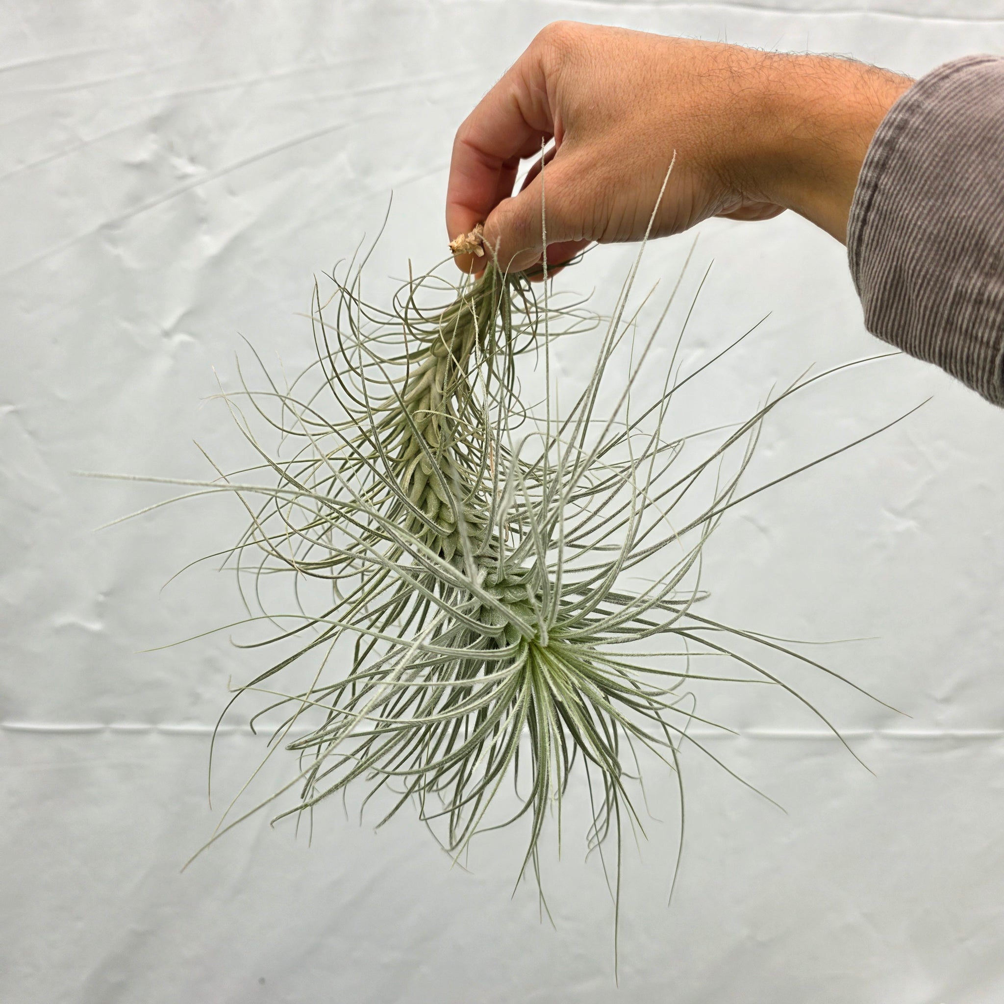 Tillandsia tectorum 'Filiform'