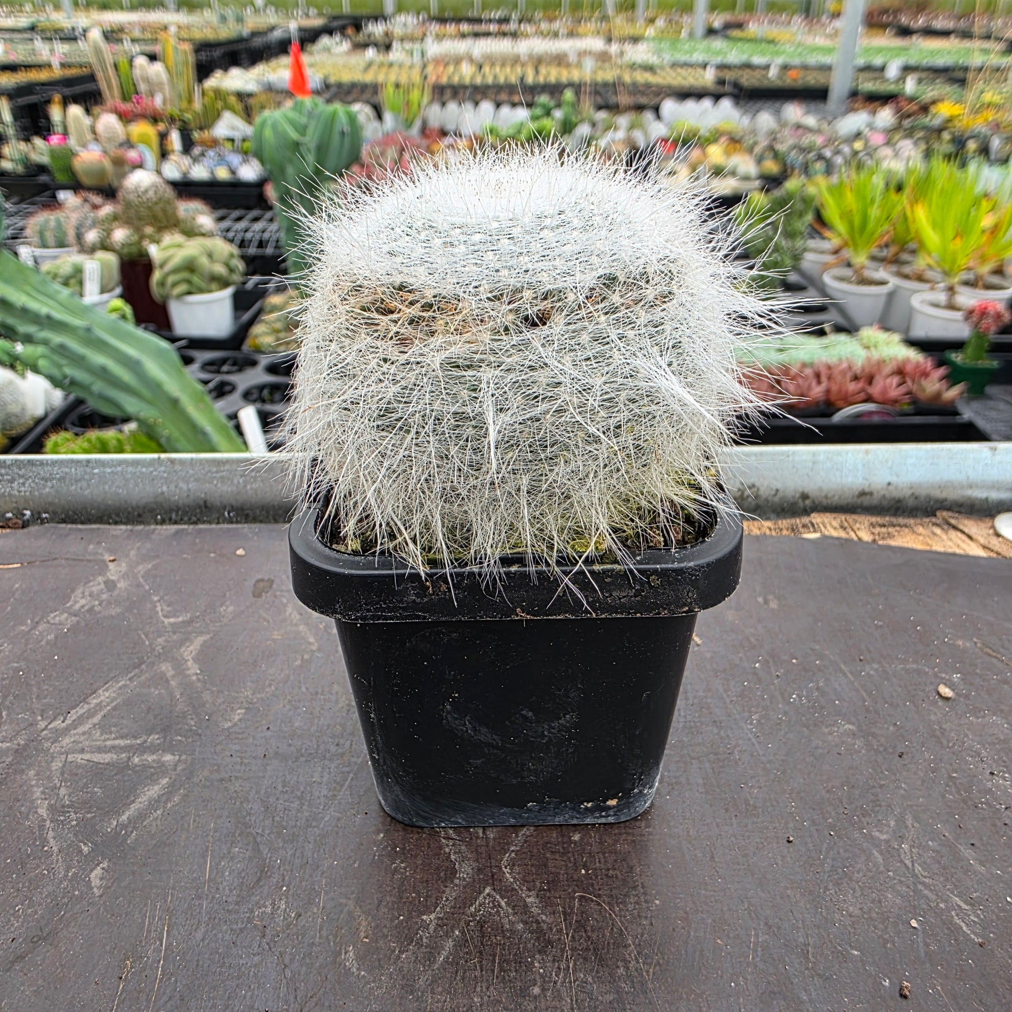 Mammillaria hahniana 'Superba'