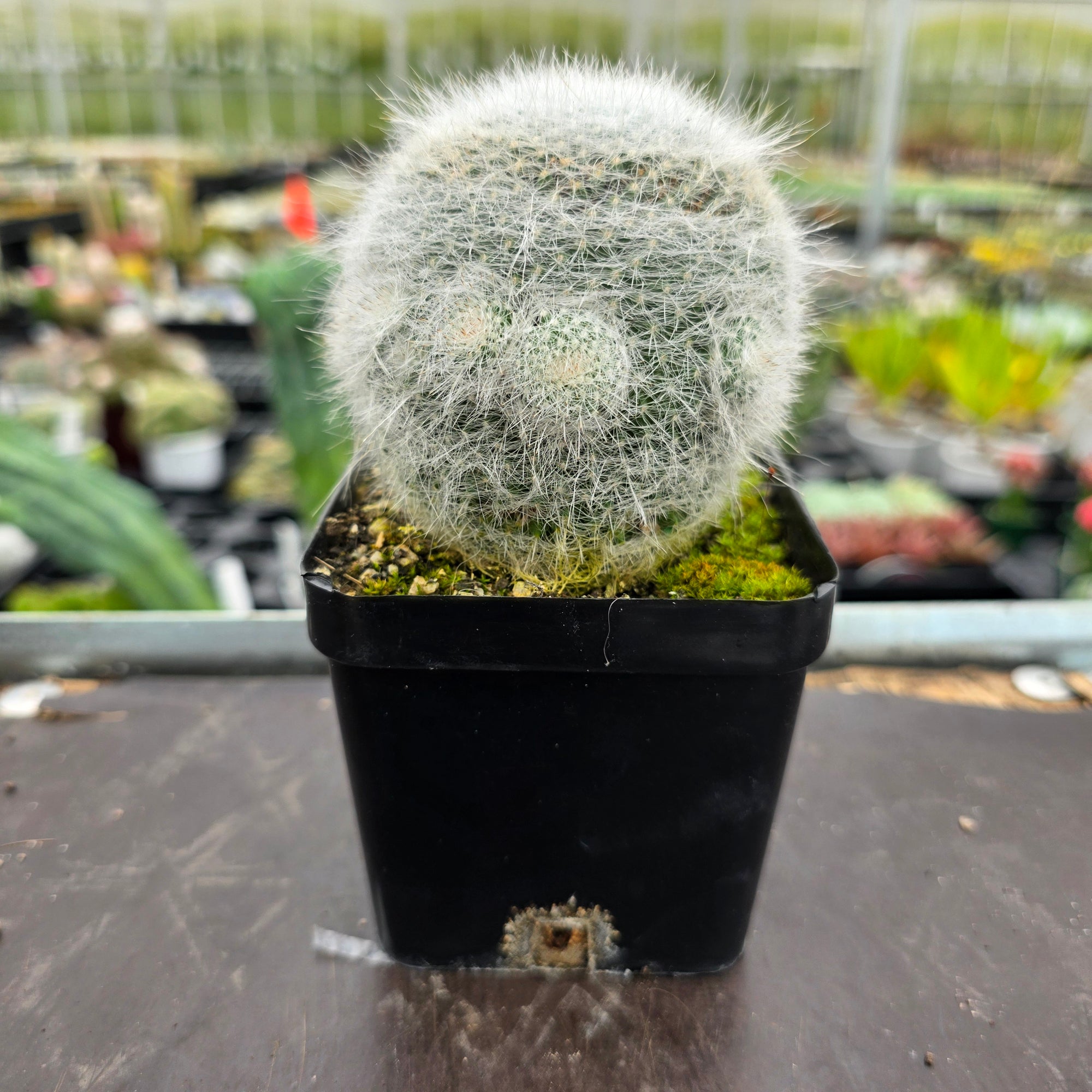 Mammillaria hahniana 'Superba'
