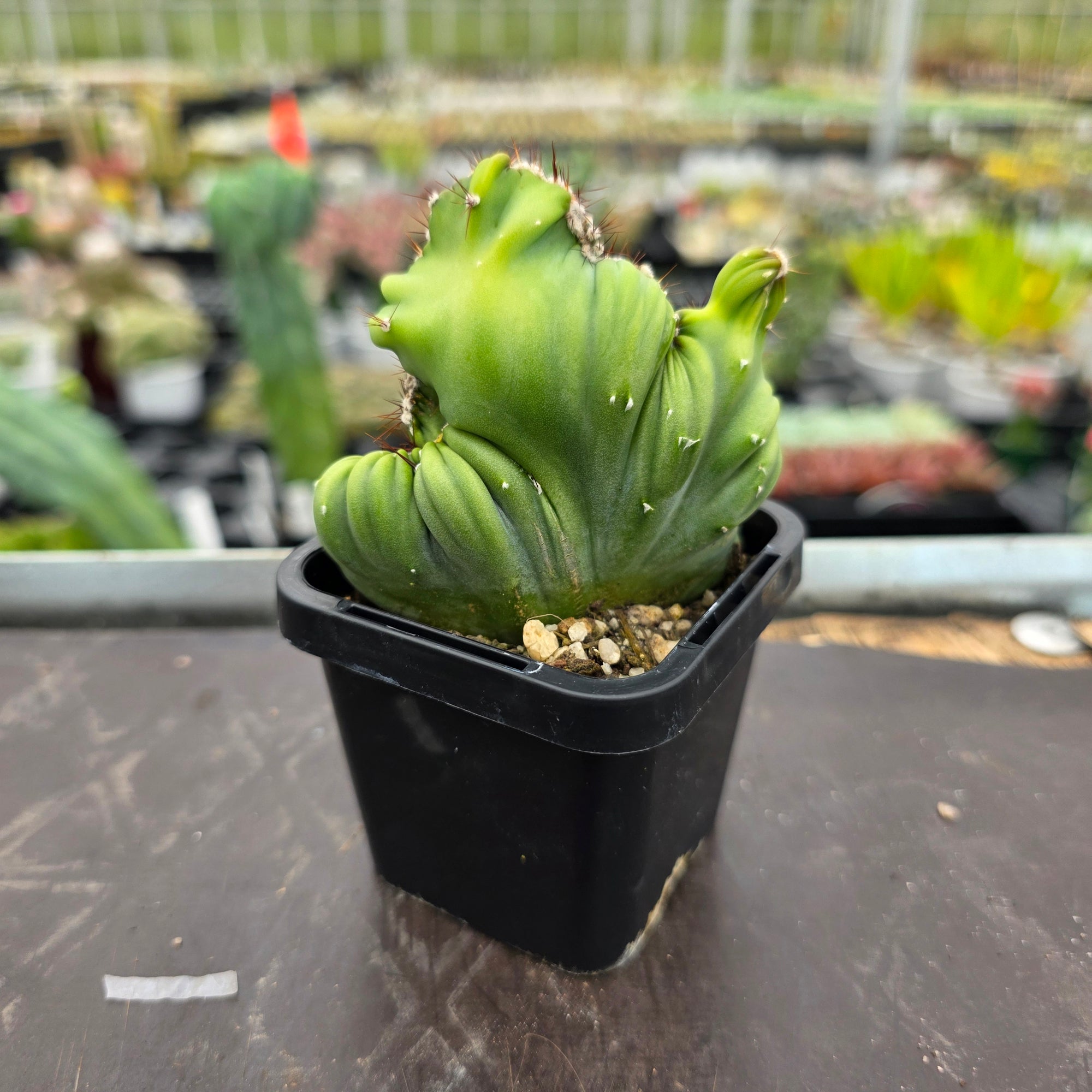 Cereus forbesii crested double meristem (WA Prohibited)
