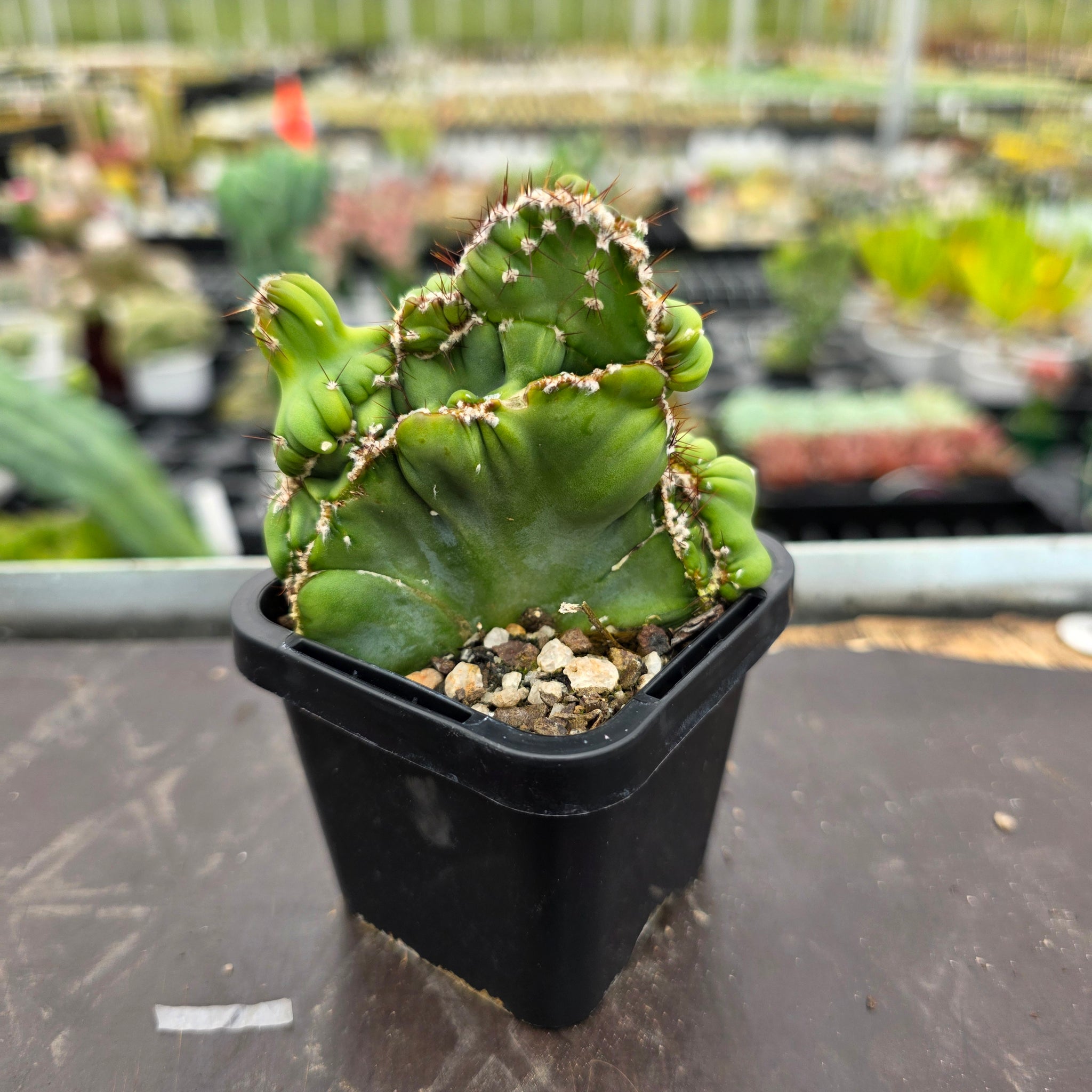 Cereus forbesii crested double meristem (WA Prohibited)