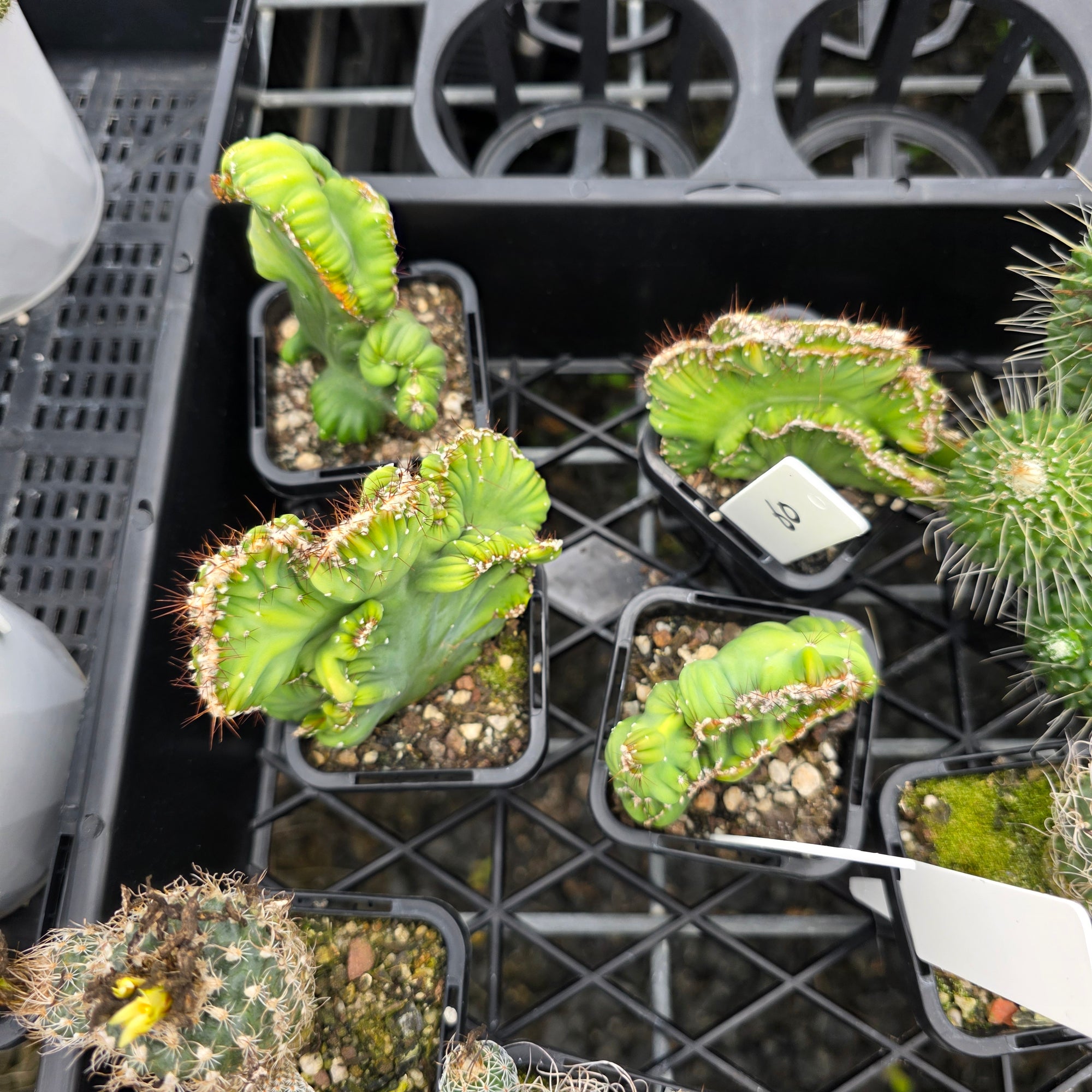 Cereus forbesii crested double meristem (WA Prohibited)