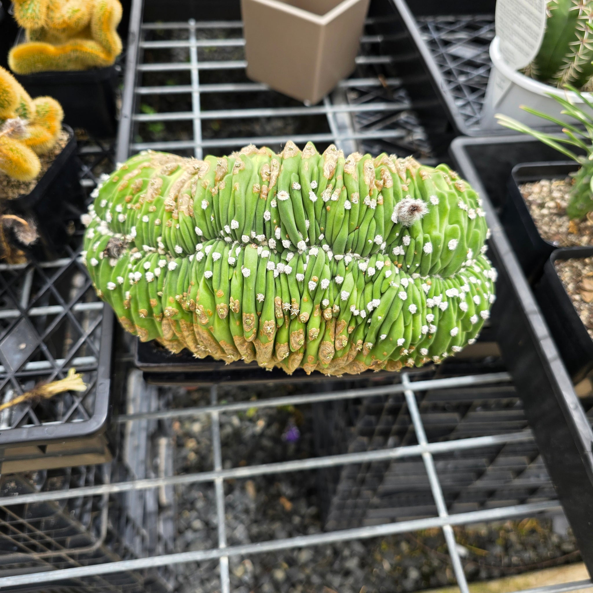 Echinopsis subdenudata f. cristata – Monumental Specimen (syn. subdenudatus) - One Off Specials