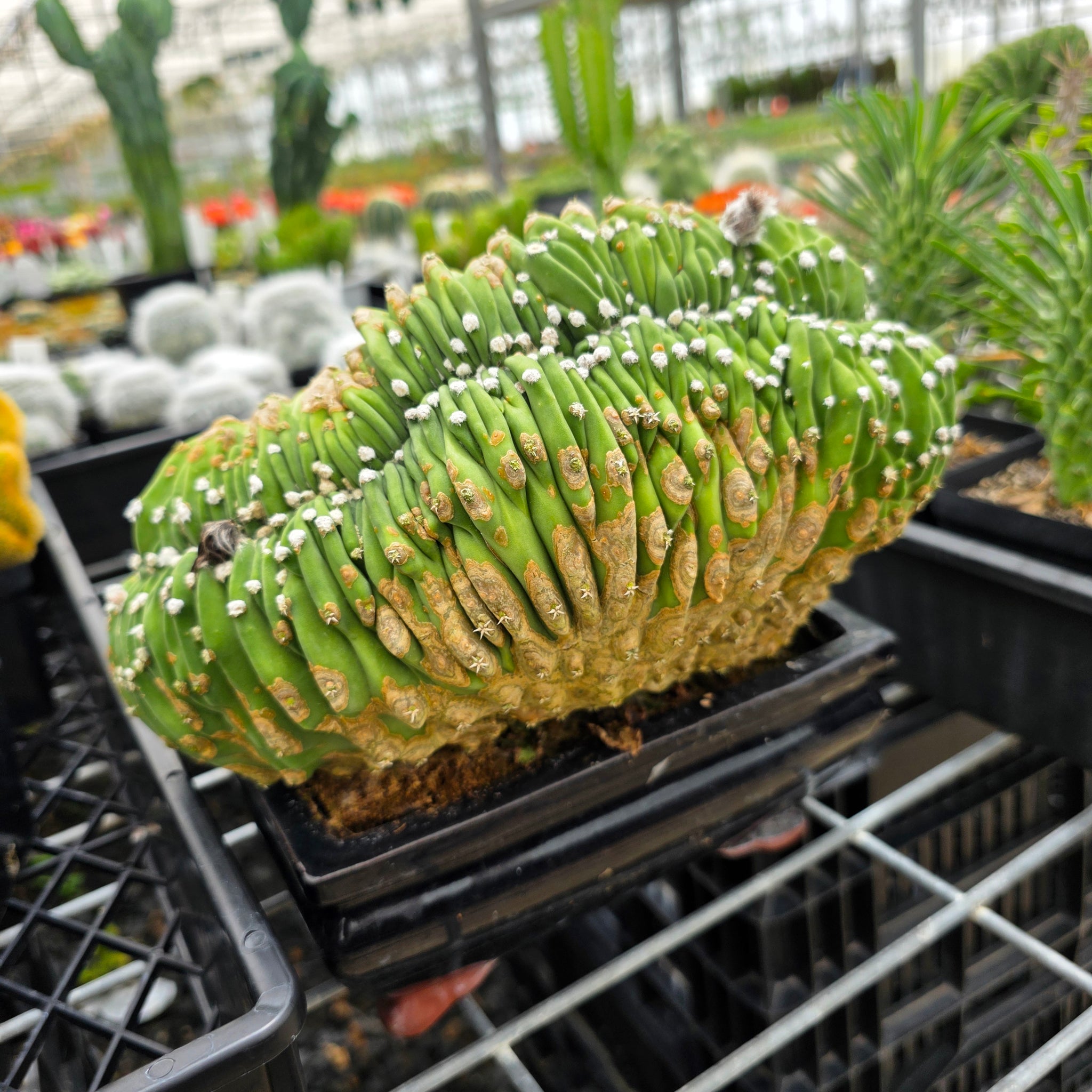 Echinopsis subdenudata f. cristata – Monumental Specimen (syn. subdenudatus) - One Off Specials