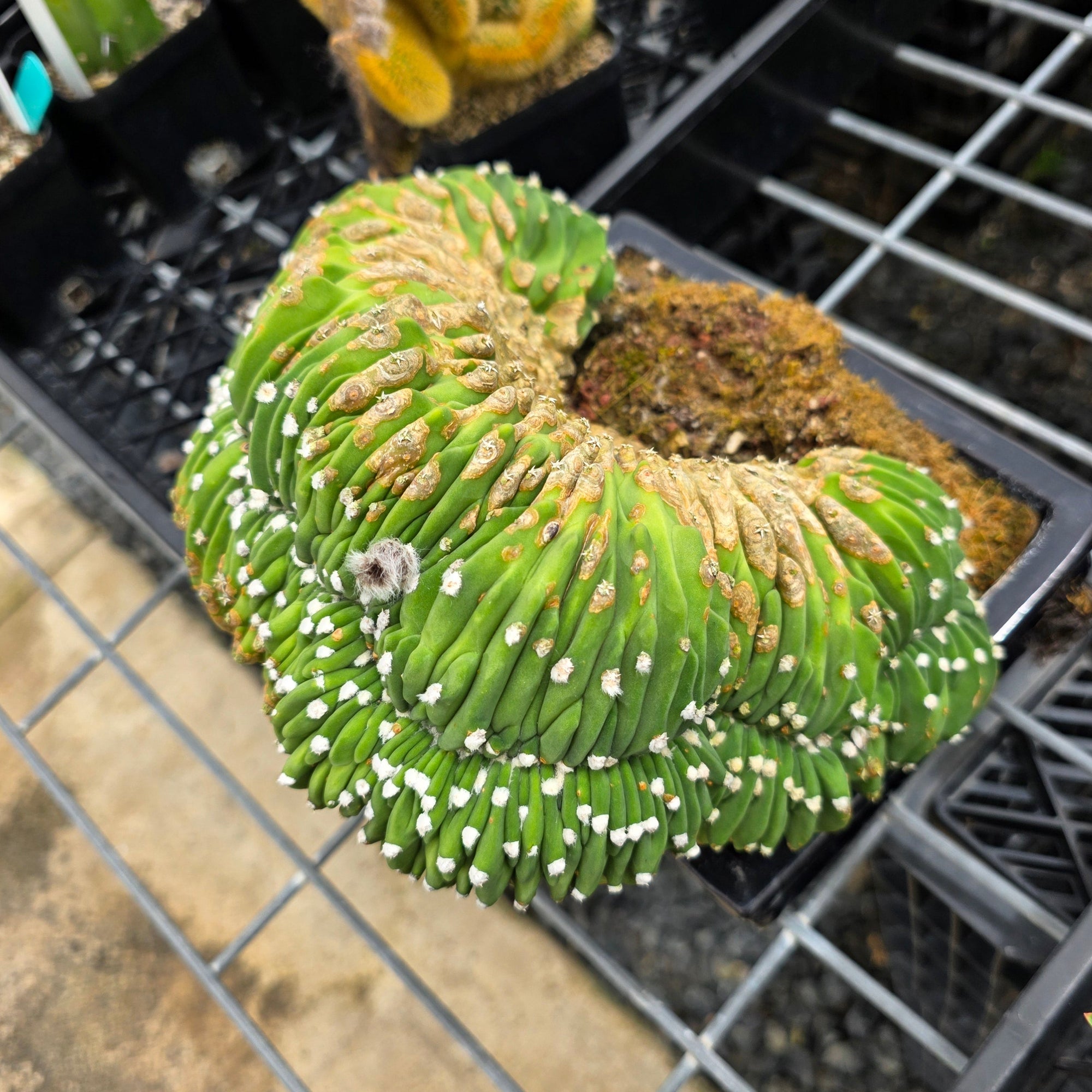 Echinopsis subdenudata f. cristata – Monumental Specimen (syn. subdenudatus) - One Off Specials