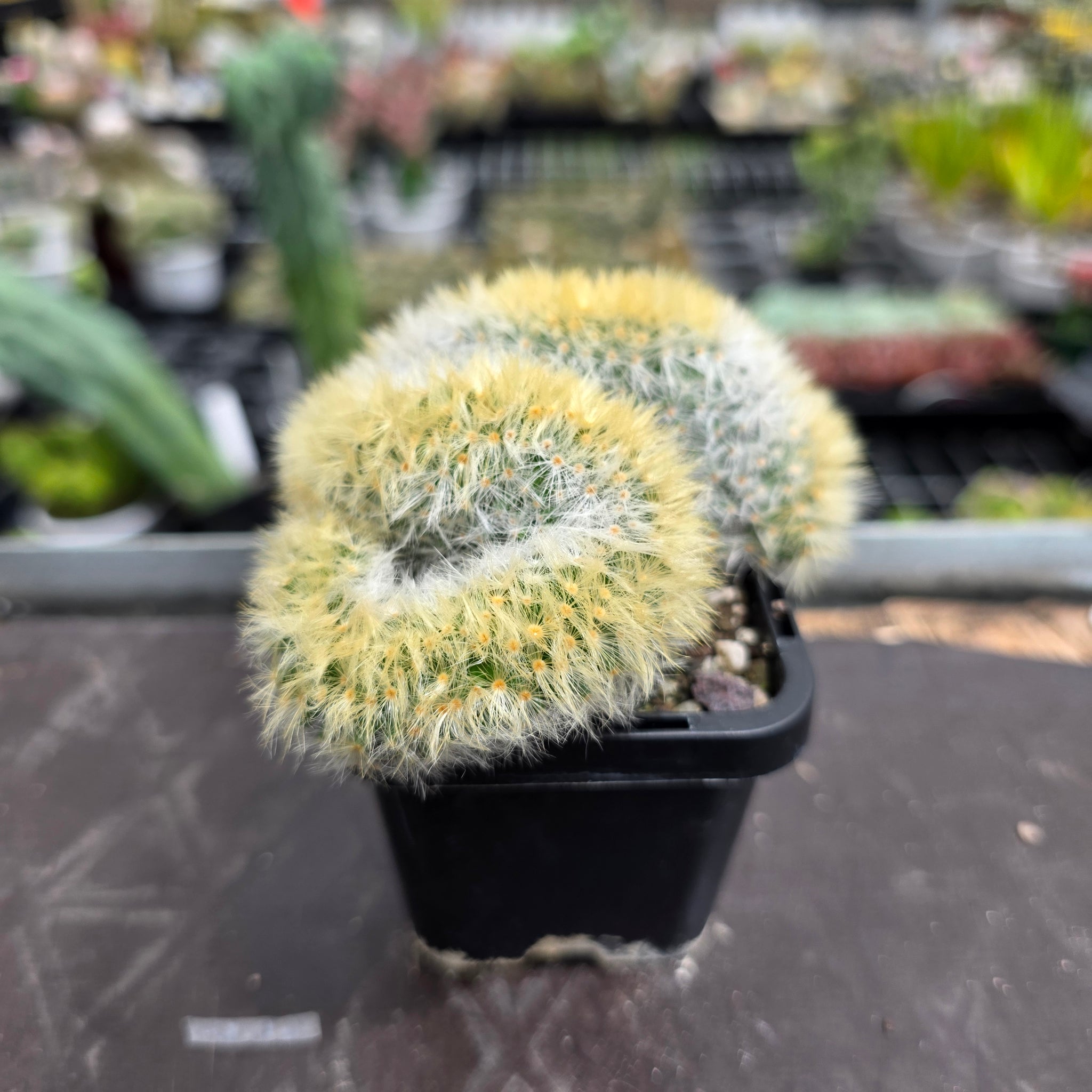 Mammillaria carmenae cristata