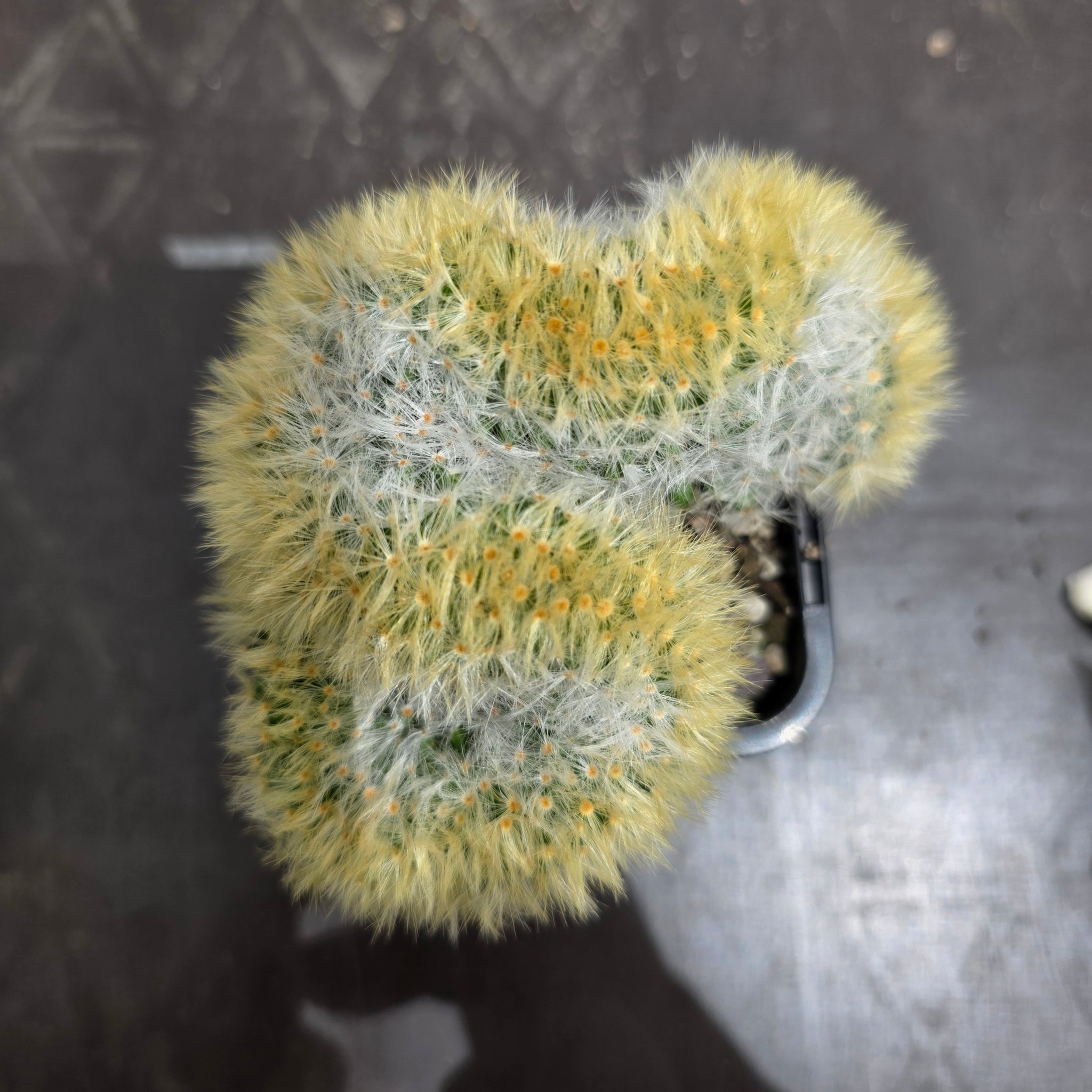 Mammillaria carmenae cristata