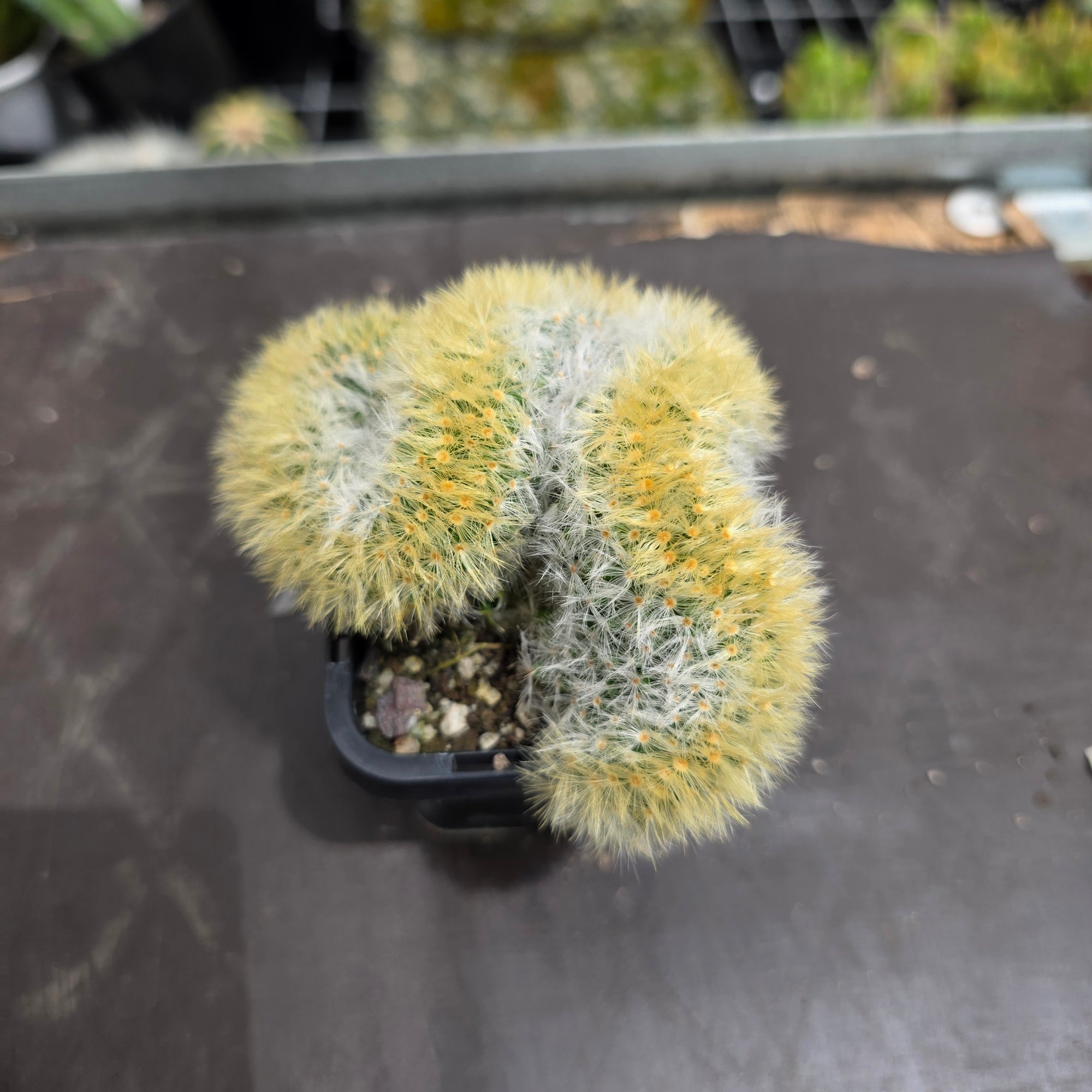 Mammillaria carmenae cristata