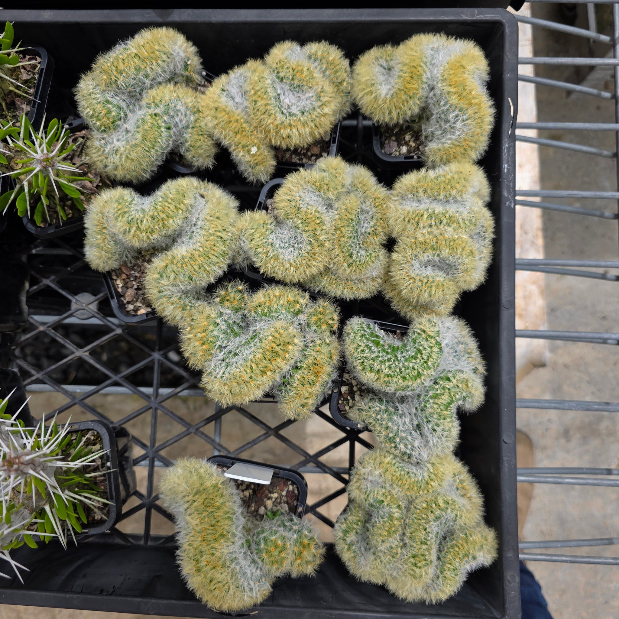 Mammillaria carmenae cristata