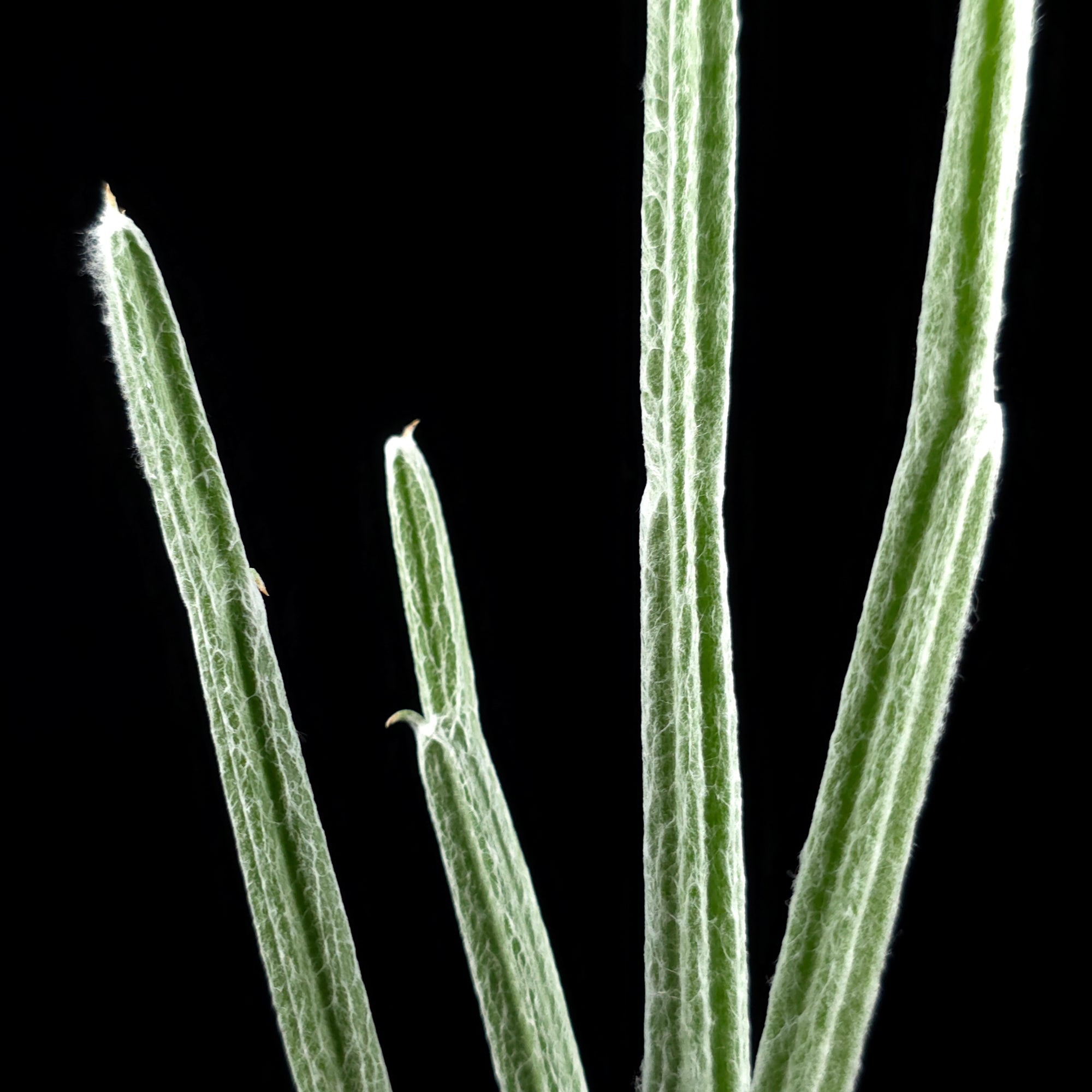 Seyrigia humbertii