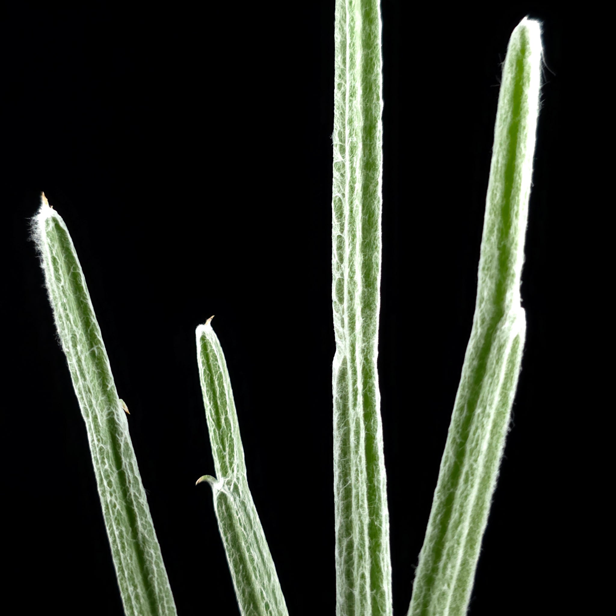 Seyrigia humbertii