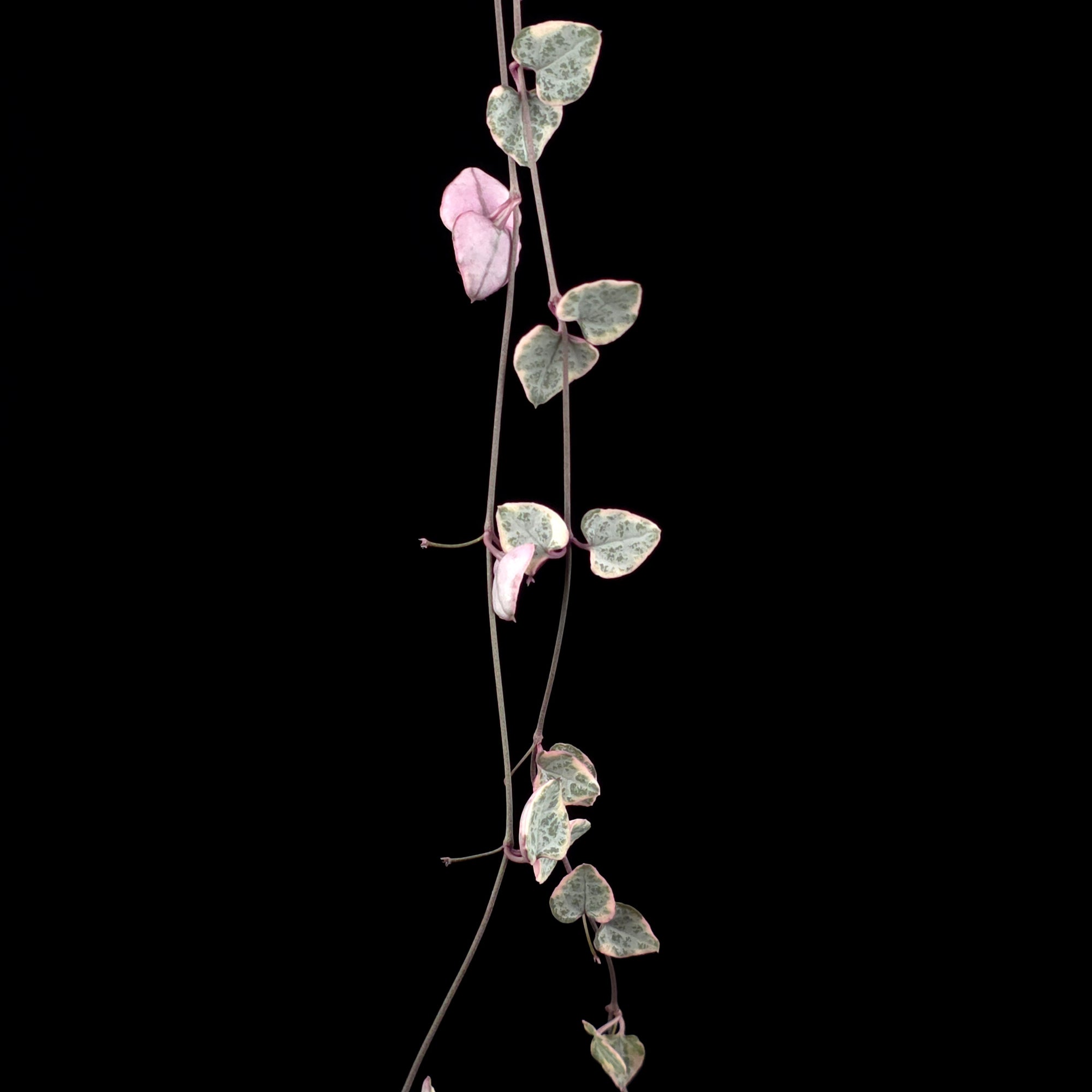 Ceropegia woodii 'Chain of Hearts' Variegated