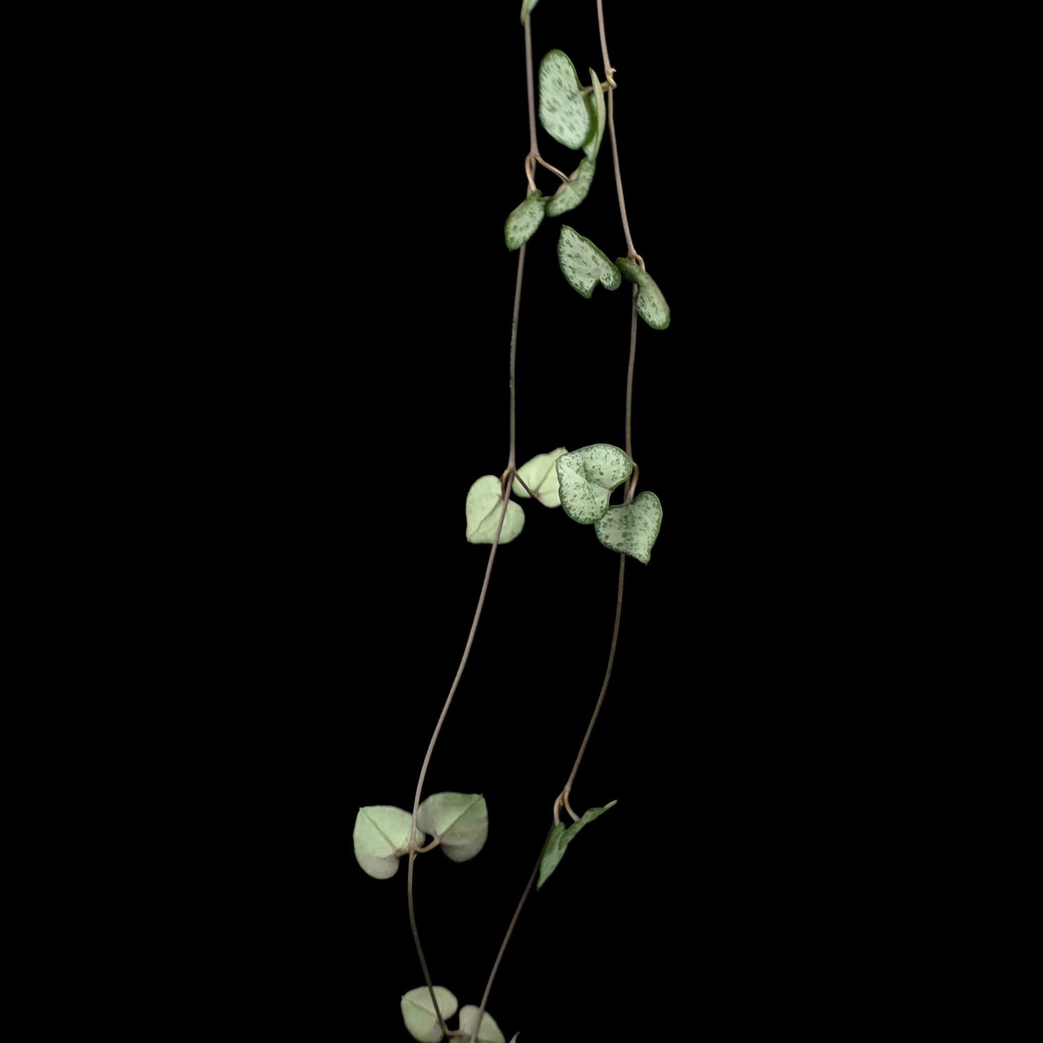 Ceropegia woodii 'Chain of Hearts'