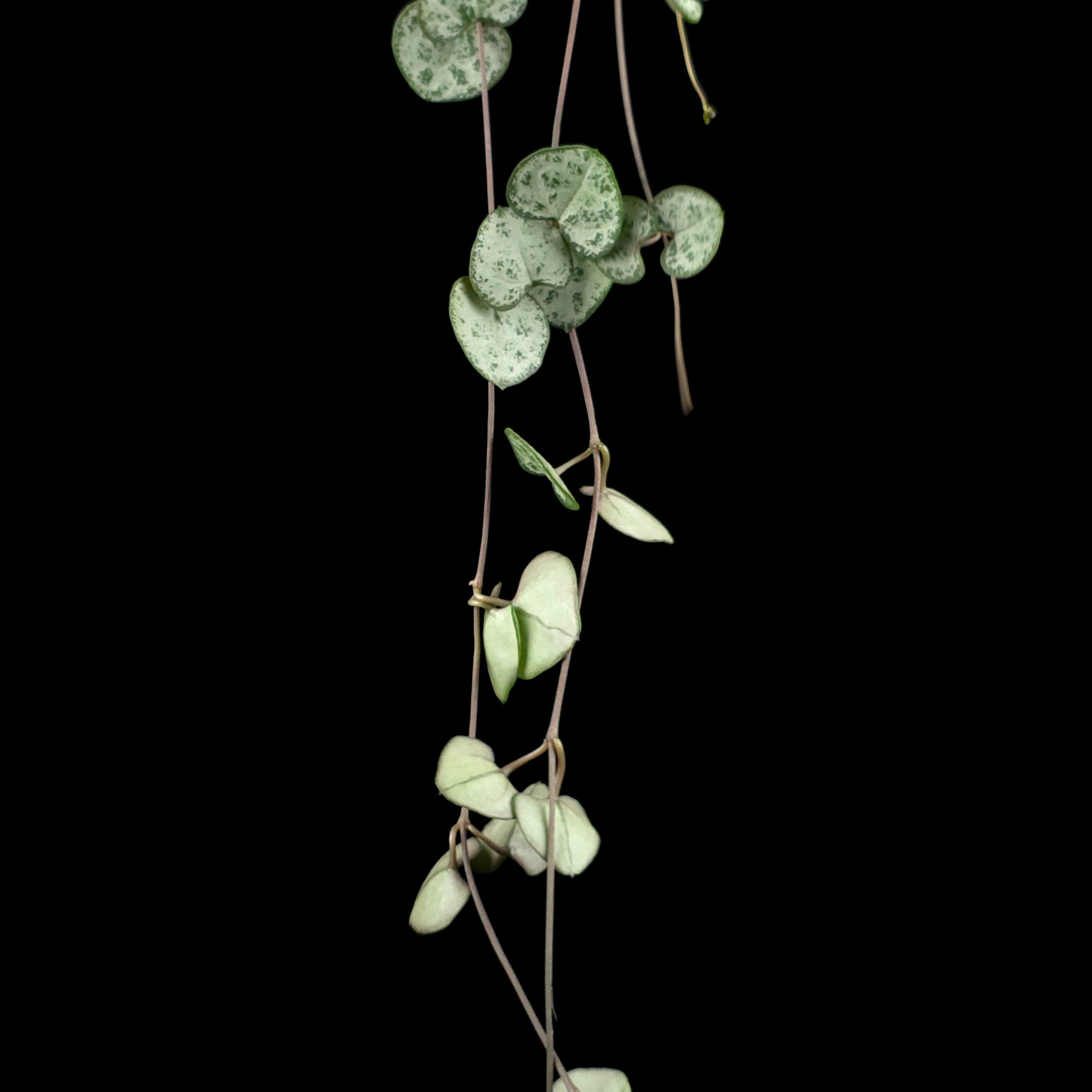 Ceropegia woodii 'Chain of Hearts'