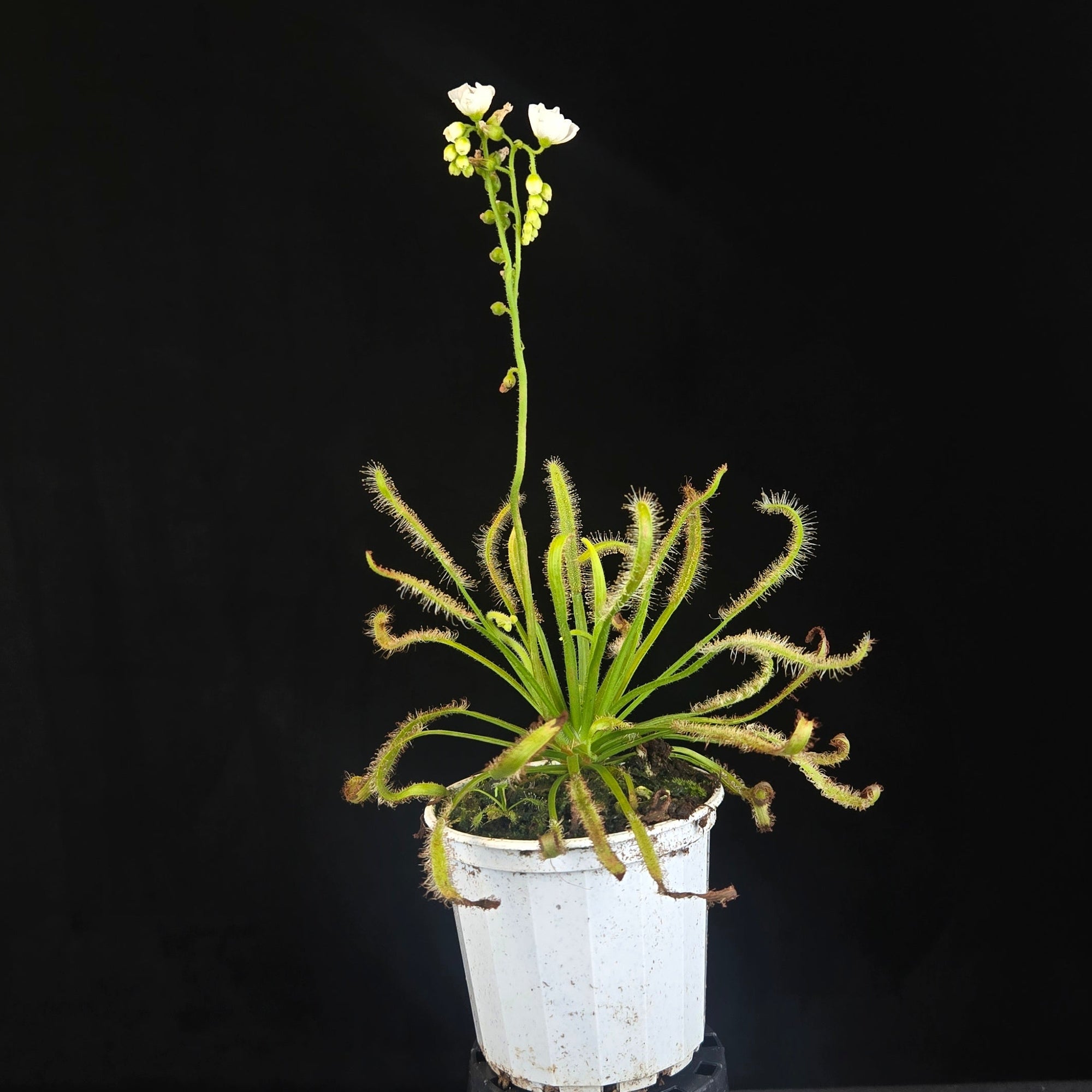 Drosera capensis (White Form)