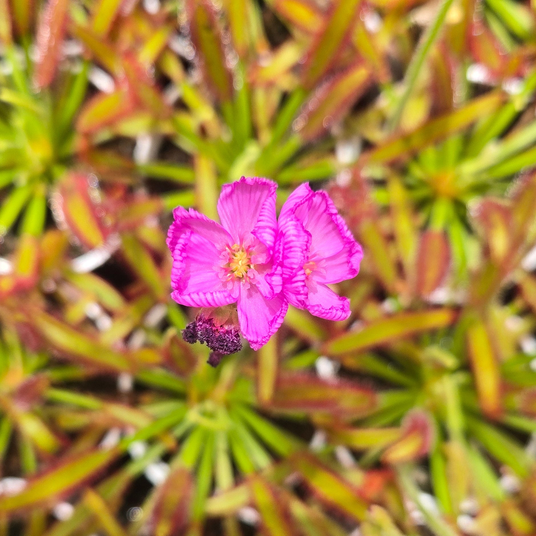 Drosera capensis (Broad Leaf)