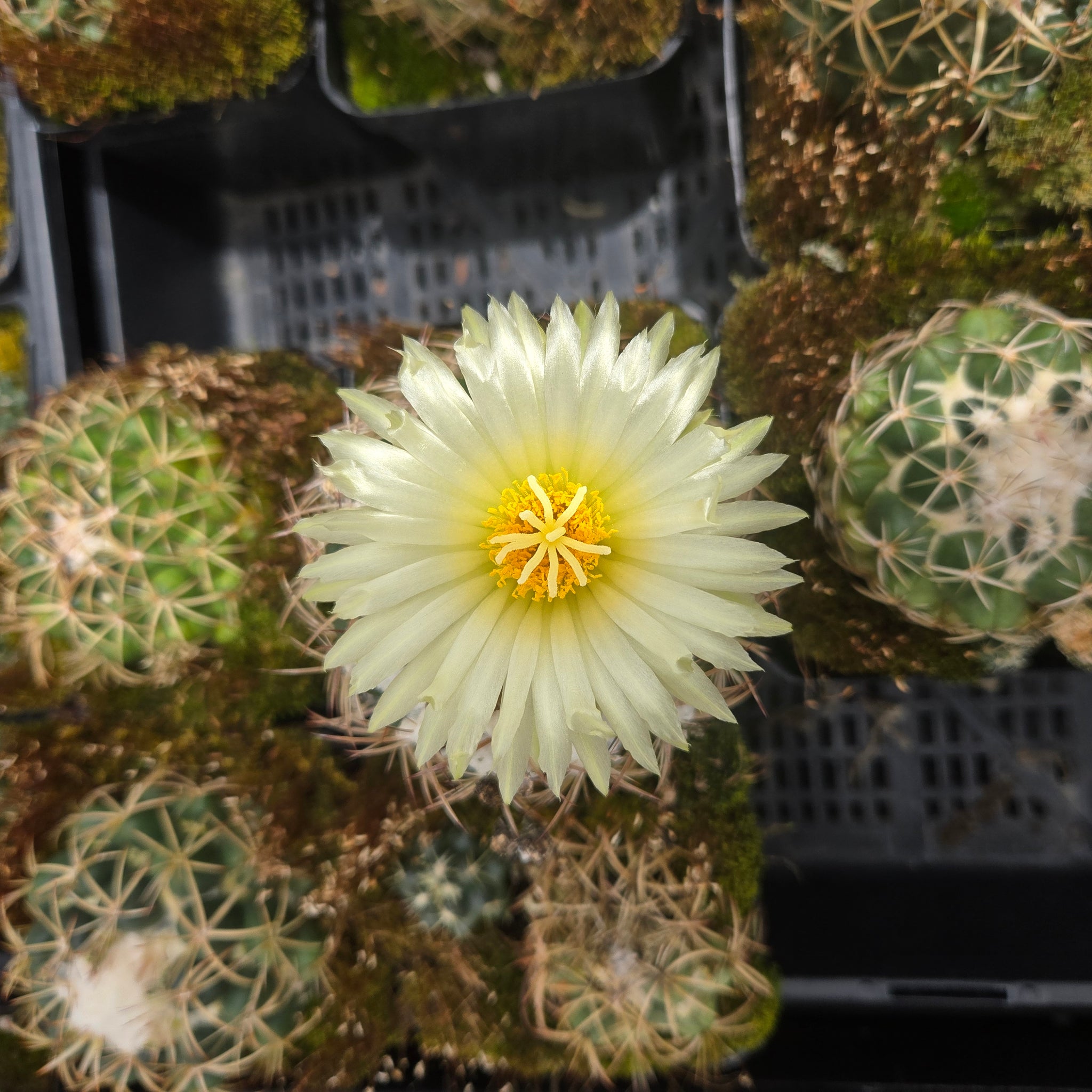 Coryphantha elephantidens – Elephant's Tooth Cactus