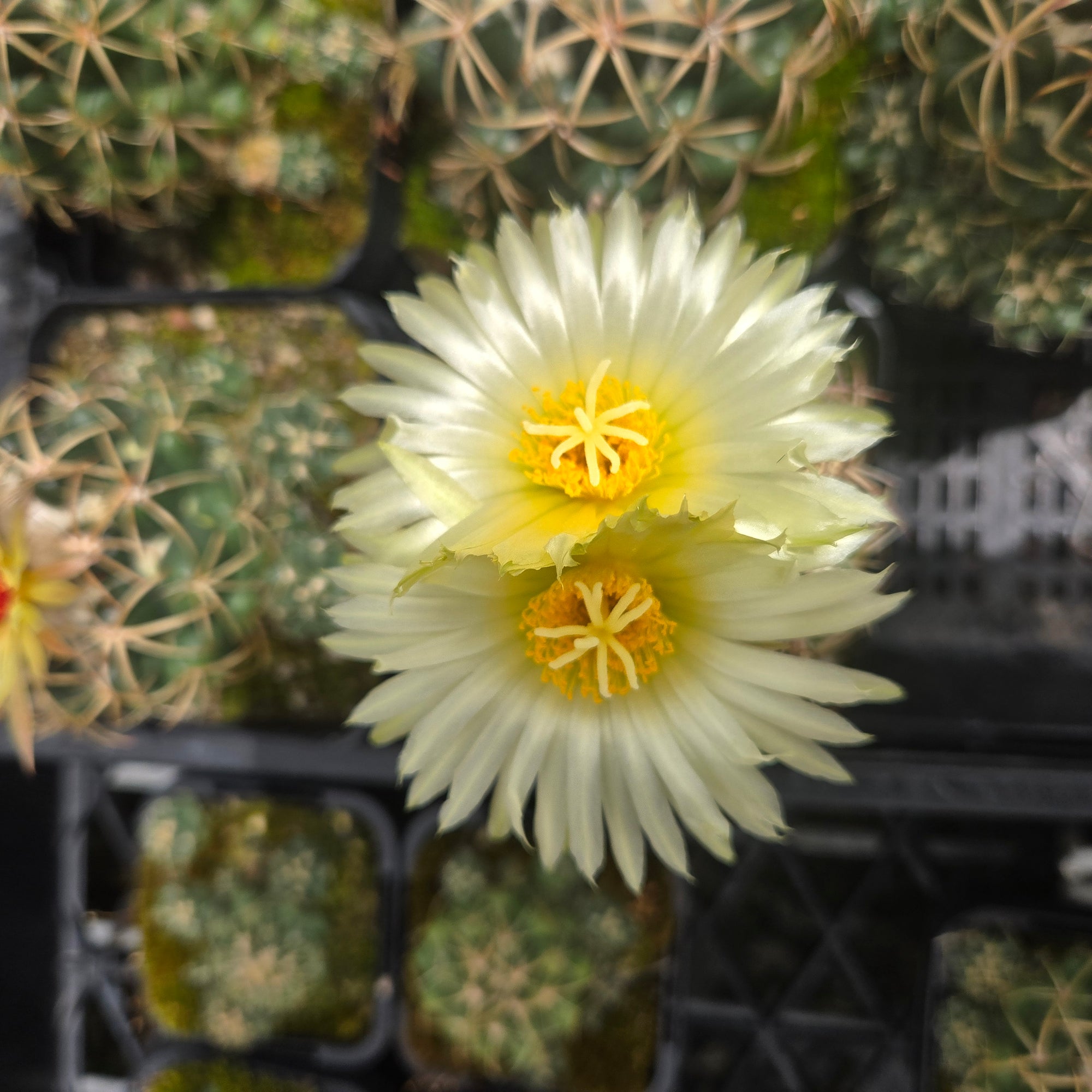 Coryphantha elephantidens – Elephant's Tooth Cactus