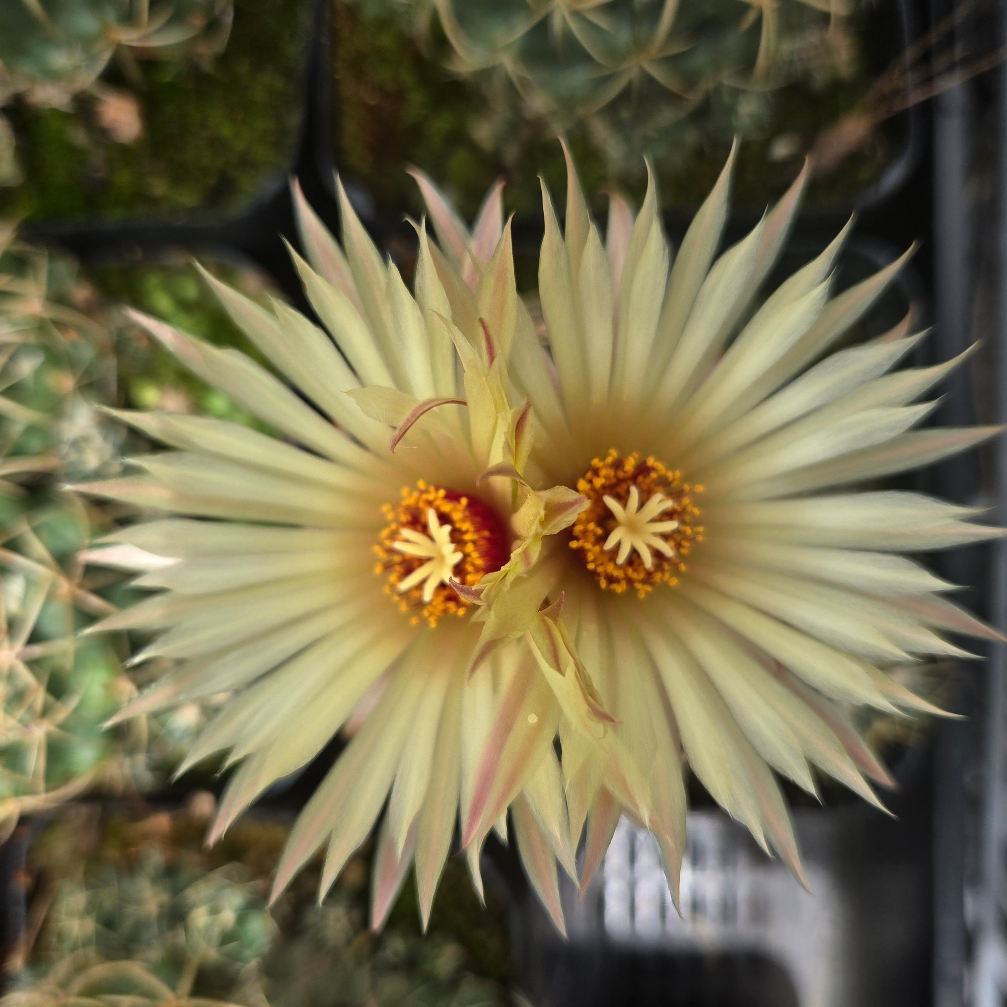 Coryphantha elephantidens – Elephant's Tooth Cactus