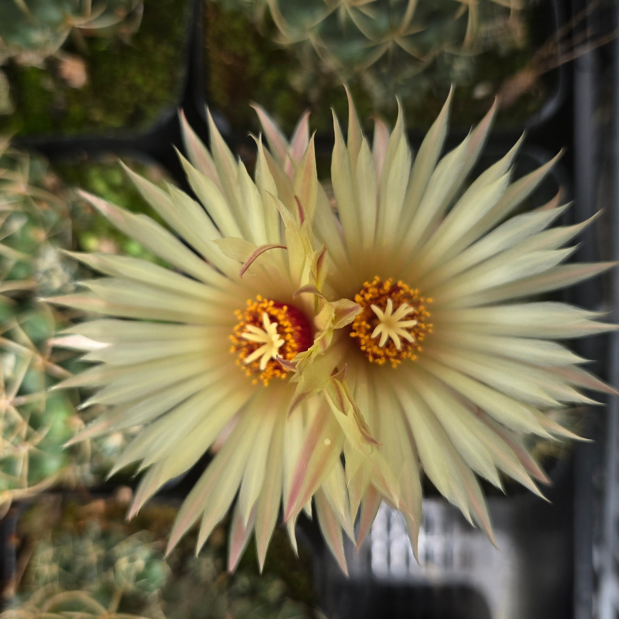 Coryphantha elephantidens – Elephant's Tooth Cactus