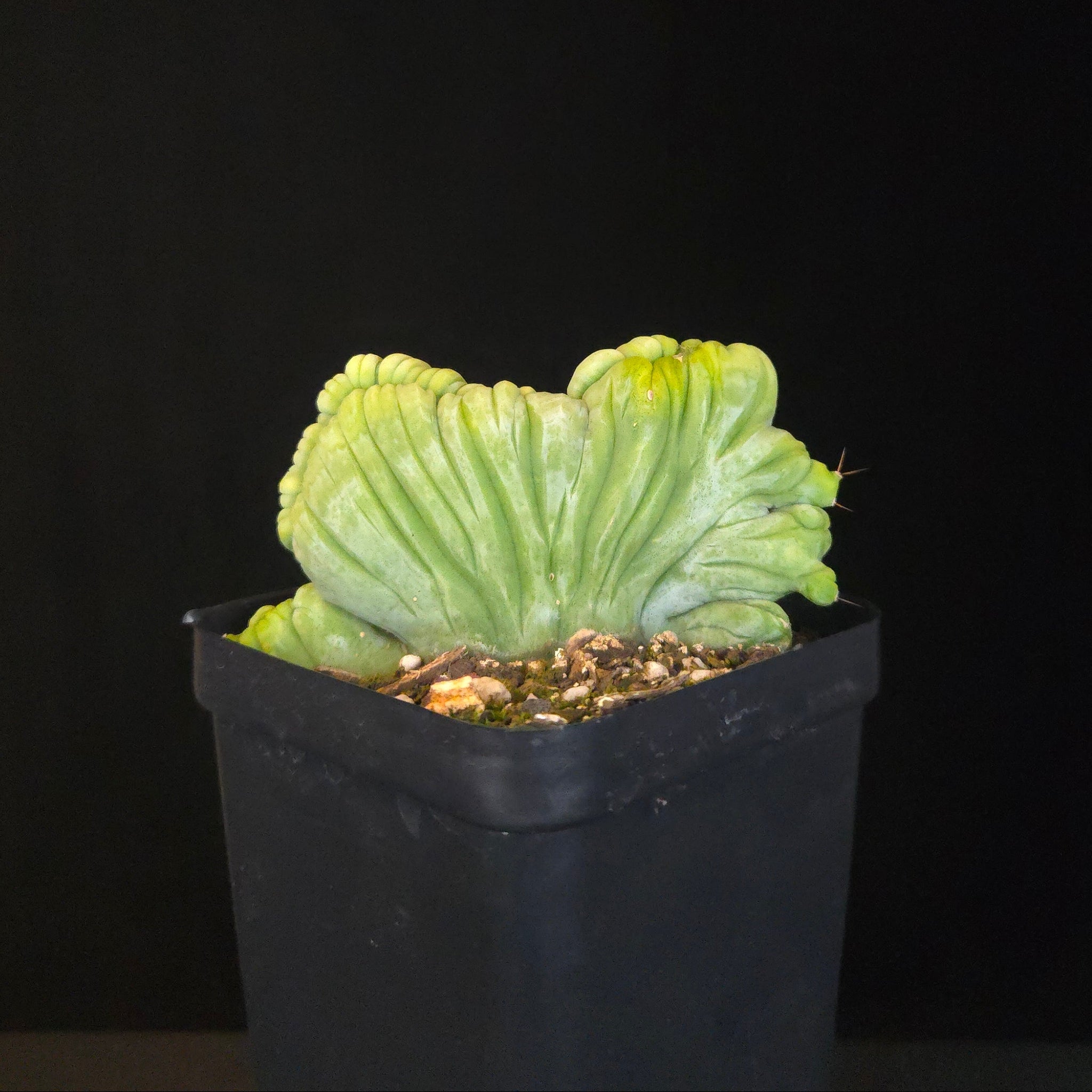 Echinopsis lageniformis f. monstrosa cristata 'TBMC' (Syn. trichocereus bridgesii)