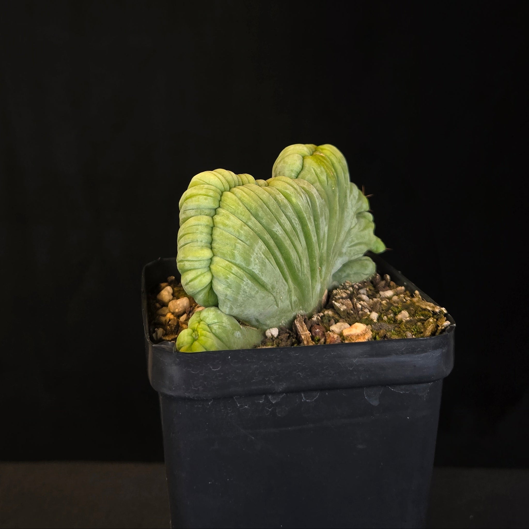 Echinopsis lageniformis f. monstrosa cristata 'TBMC' (Syn. trichocereus bridgesii)