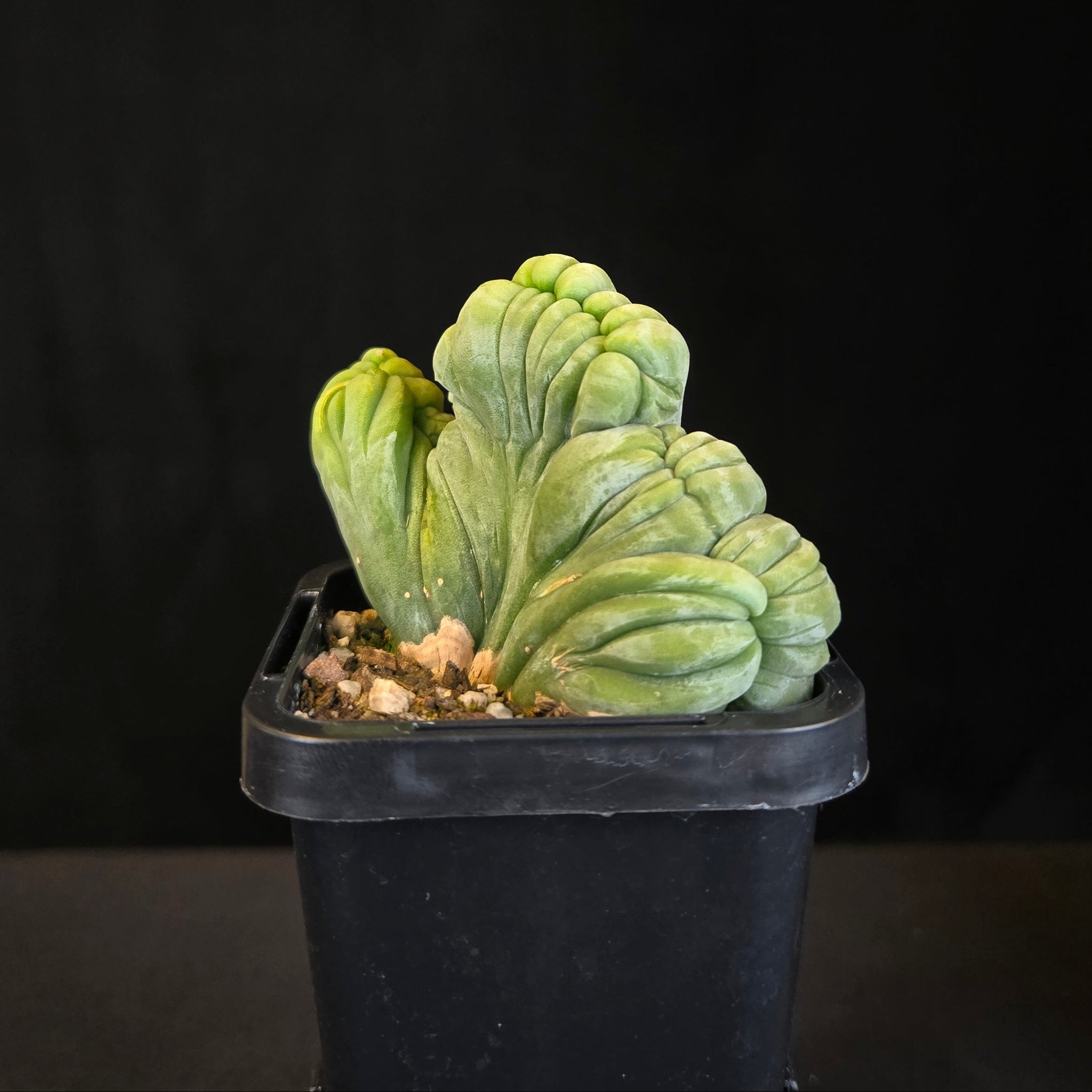 Echinopsis lageniformis f. monstrosa cristata 'TBMC' (Syn. trichocereus bridgesii)