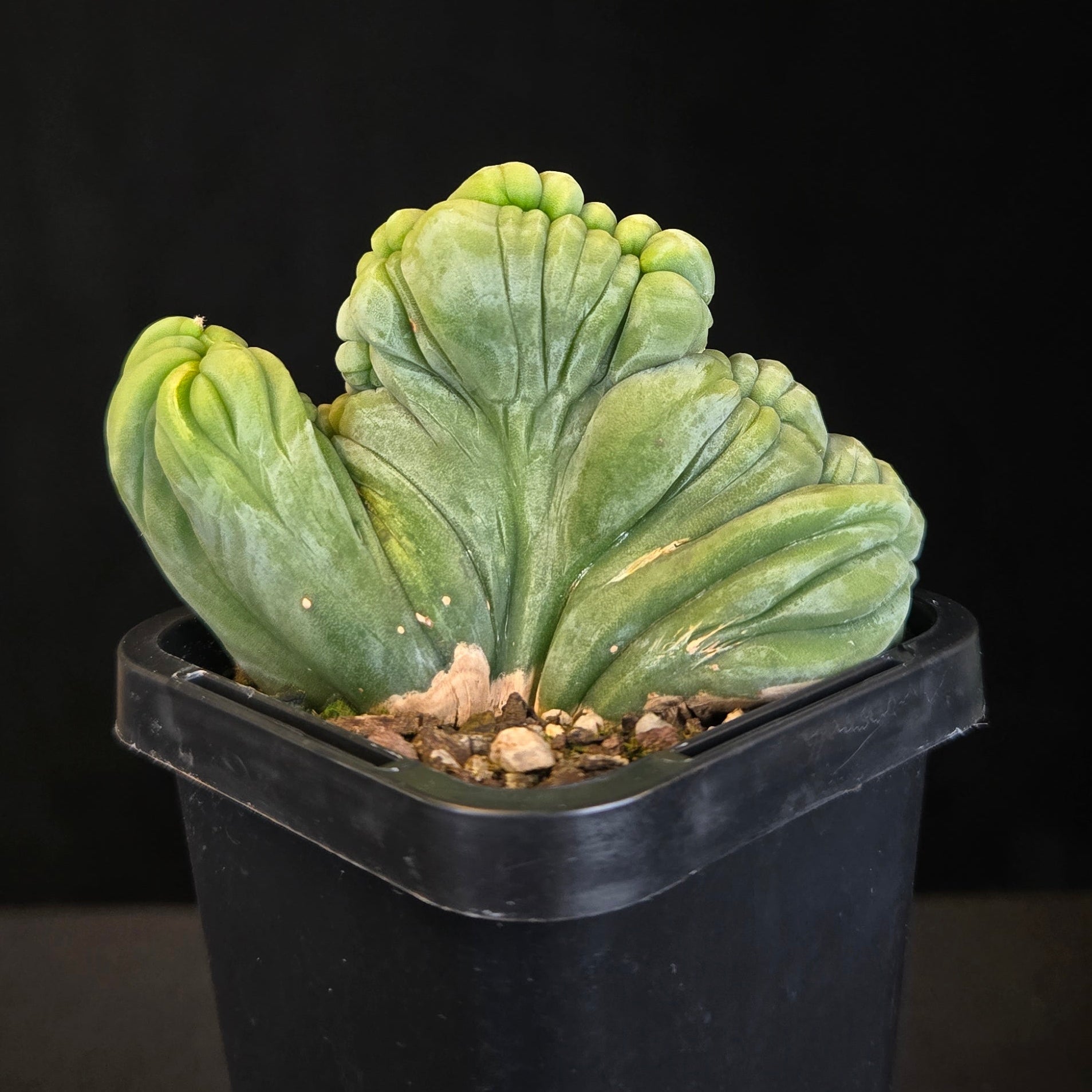 Echinopsis lageniformis f. monstrosa cristata 'TBMC' (Syn. trichocereus bridgesii)