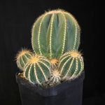 Parodia magnifica (syn. Notocactus)