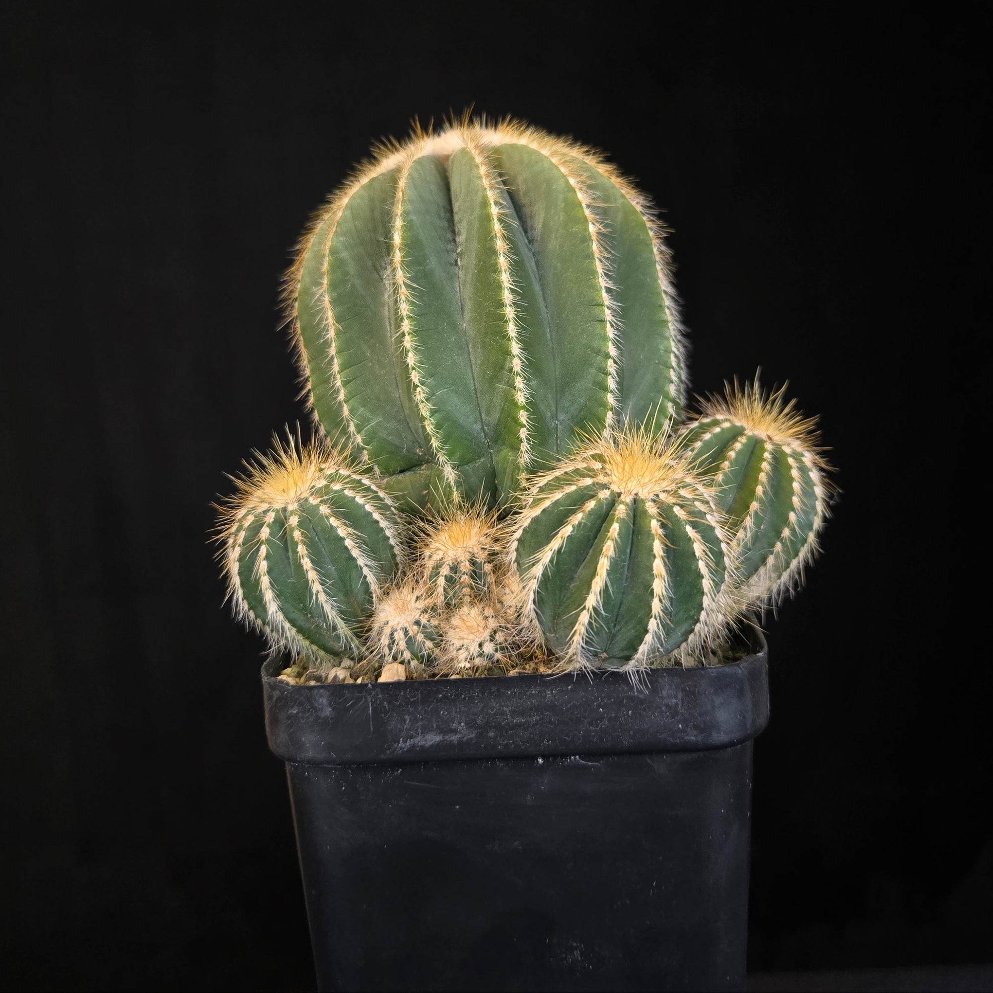 Parodia magnifica (syn. Notocactus)