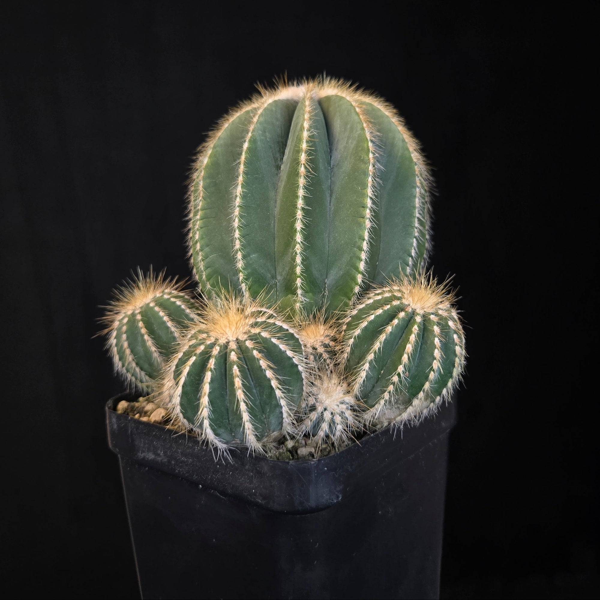 Parodia magnifica (syn. Notocactus)