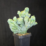 Myrtillocactus geometrizans cristata (Smooth Form)