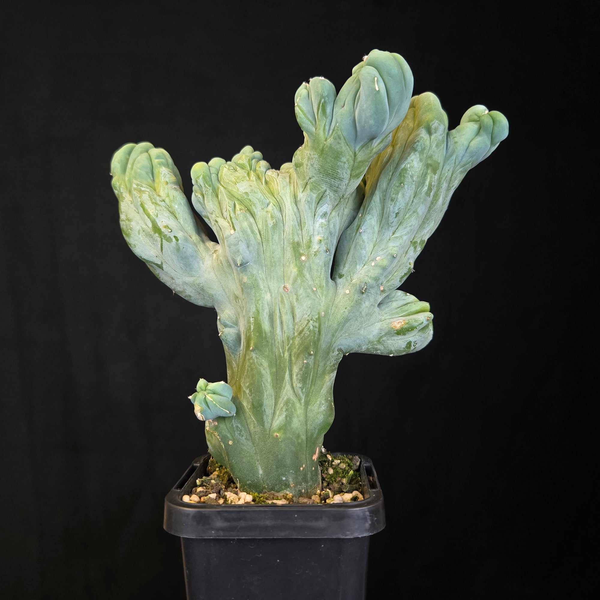 Myrtillocactus geometrizans cristata (Smooth Form)