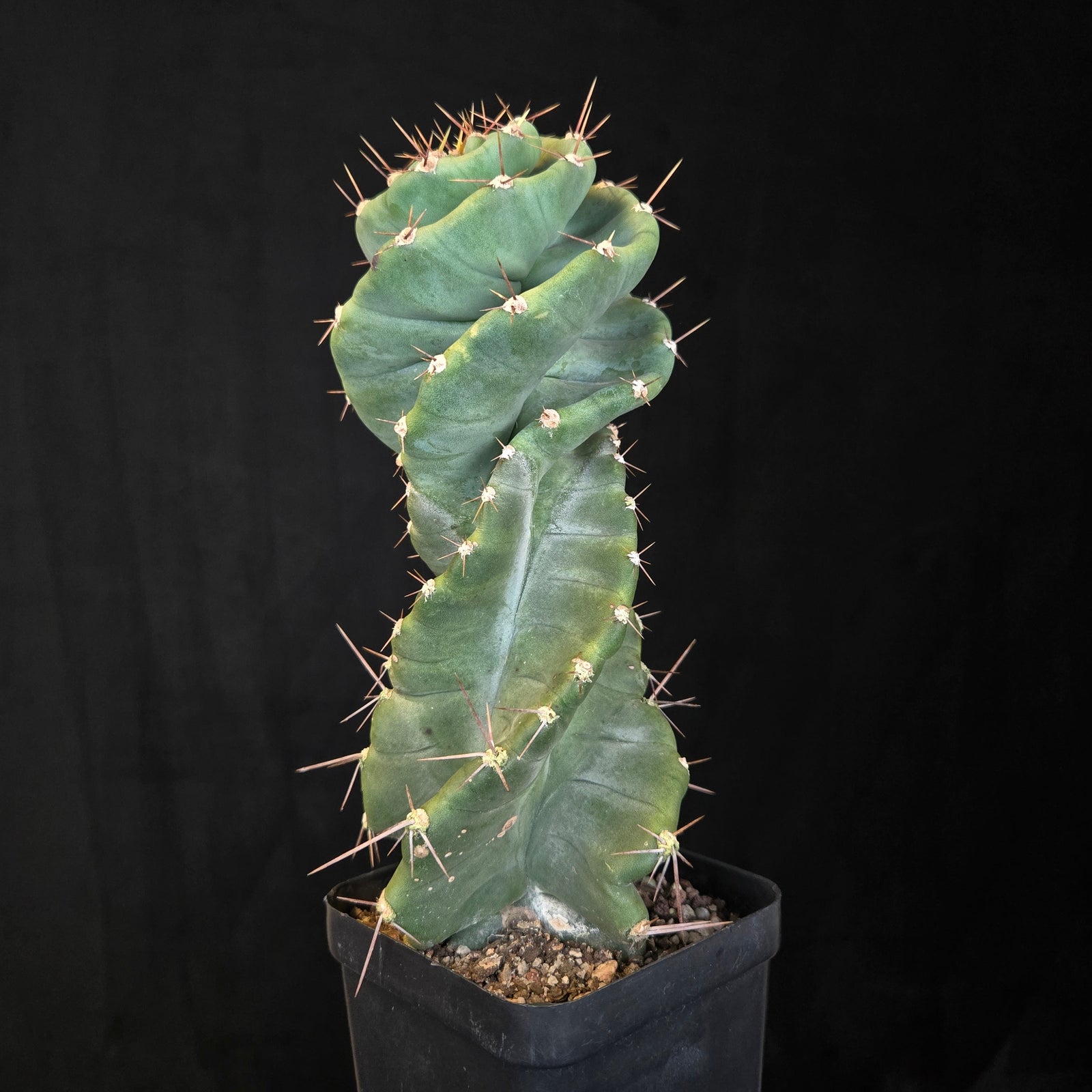 Cereus forbesii ‘Spiralis’