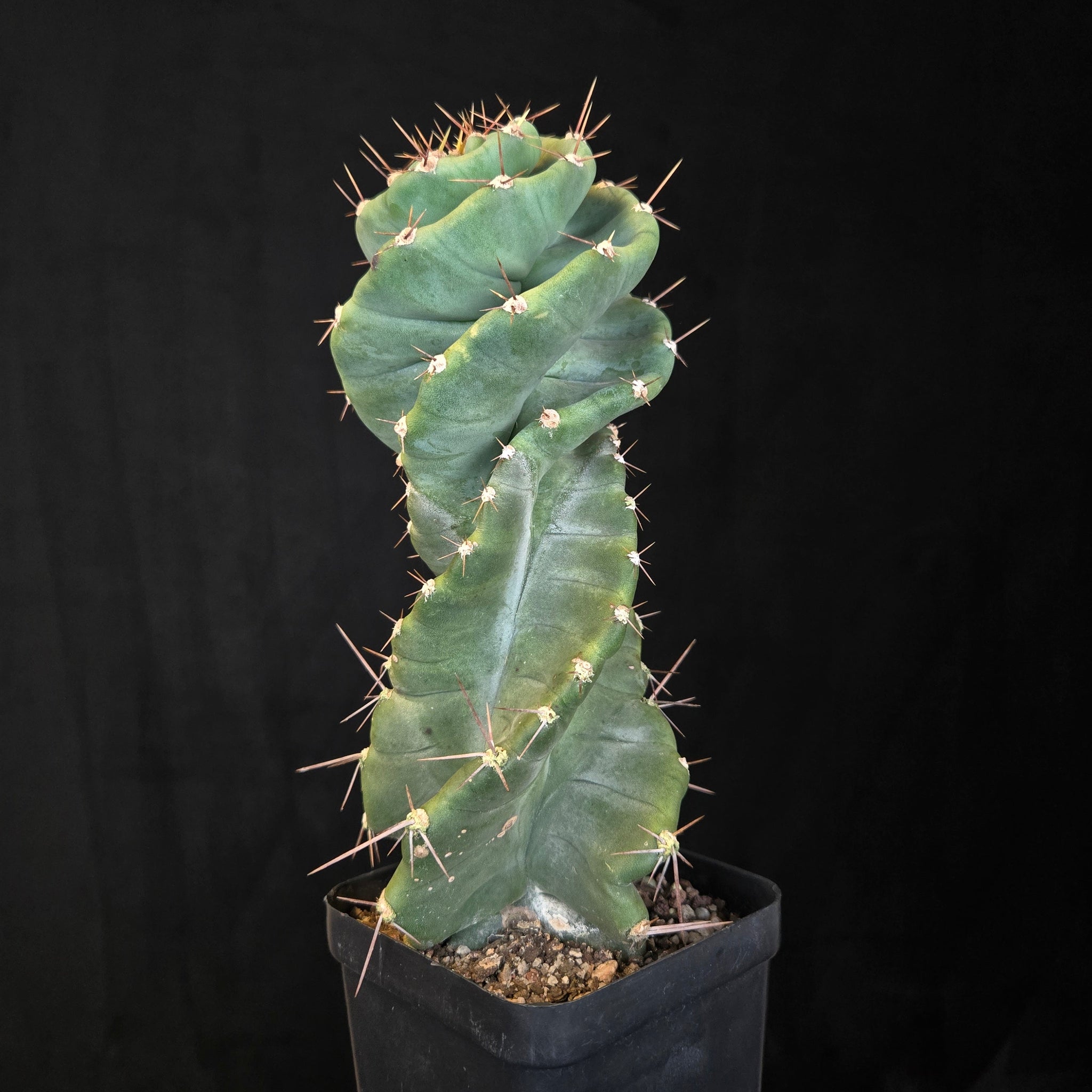 Cereus forbesii ‘Spiralis’