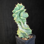 Cereus forbesii ‘Spiralis’