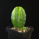 Echinocereus moricalii (syn. viereckii)
