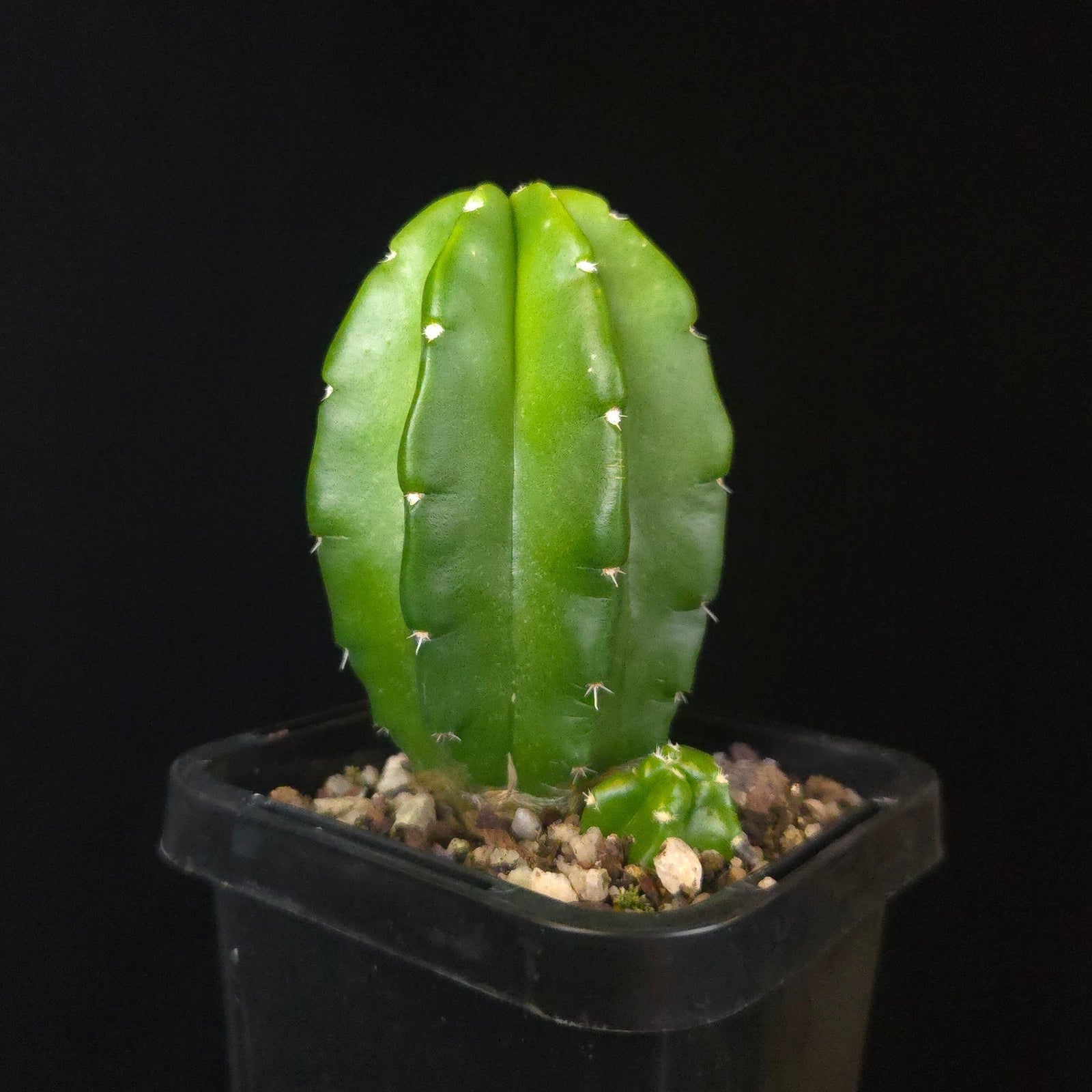 Echinocereus moricalii (syn. viereckii)