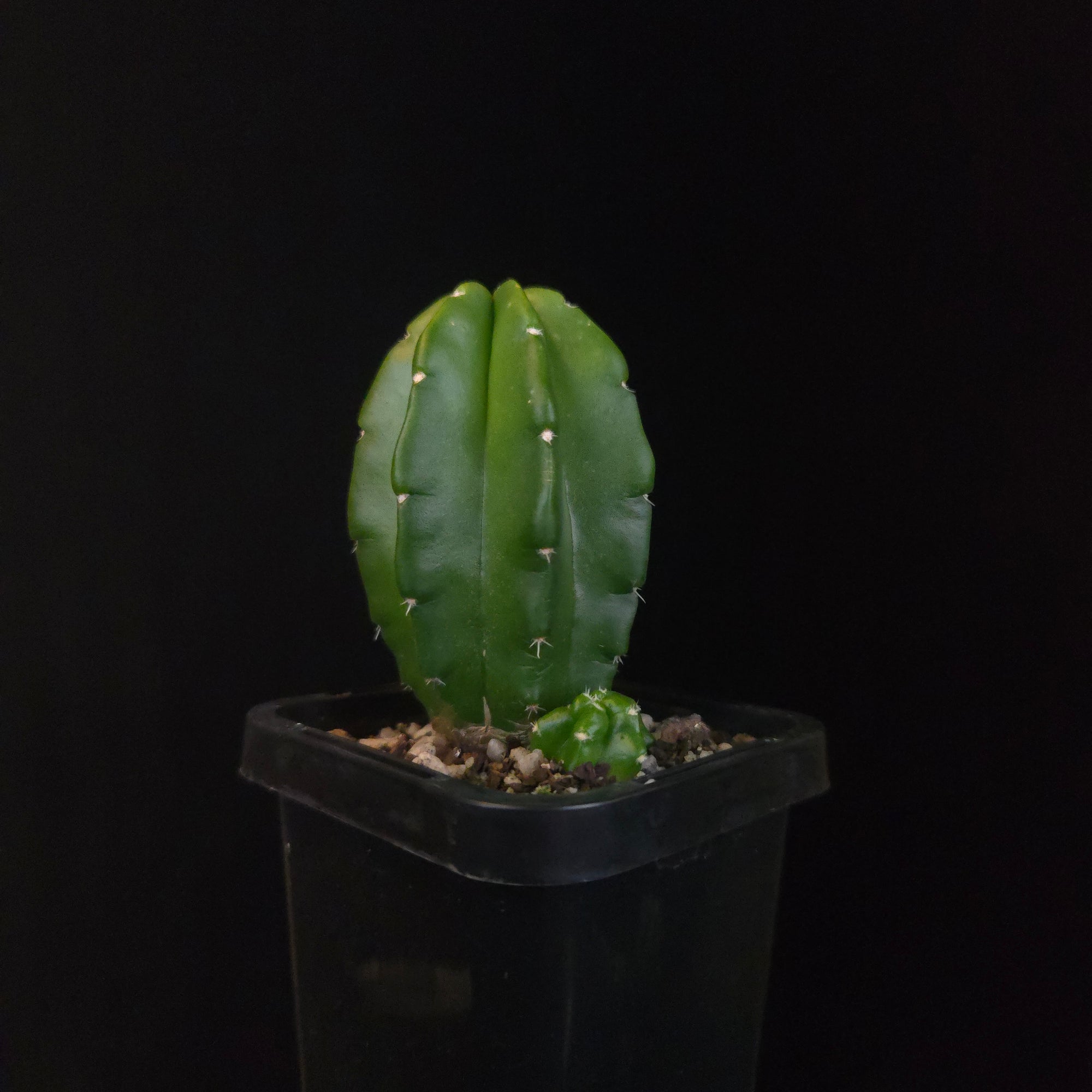 Echinocereus moricalii (syn. viereckii)