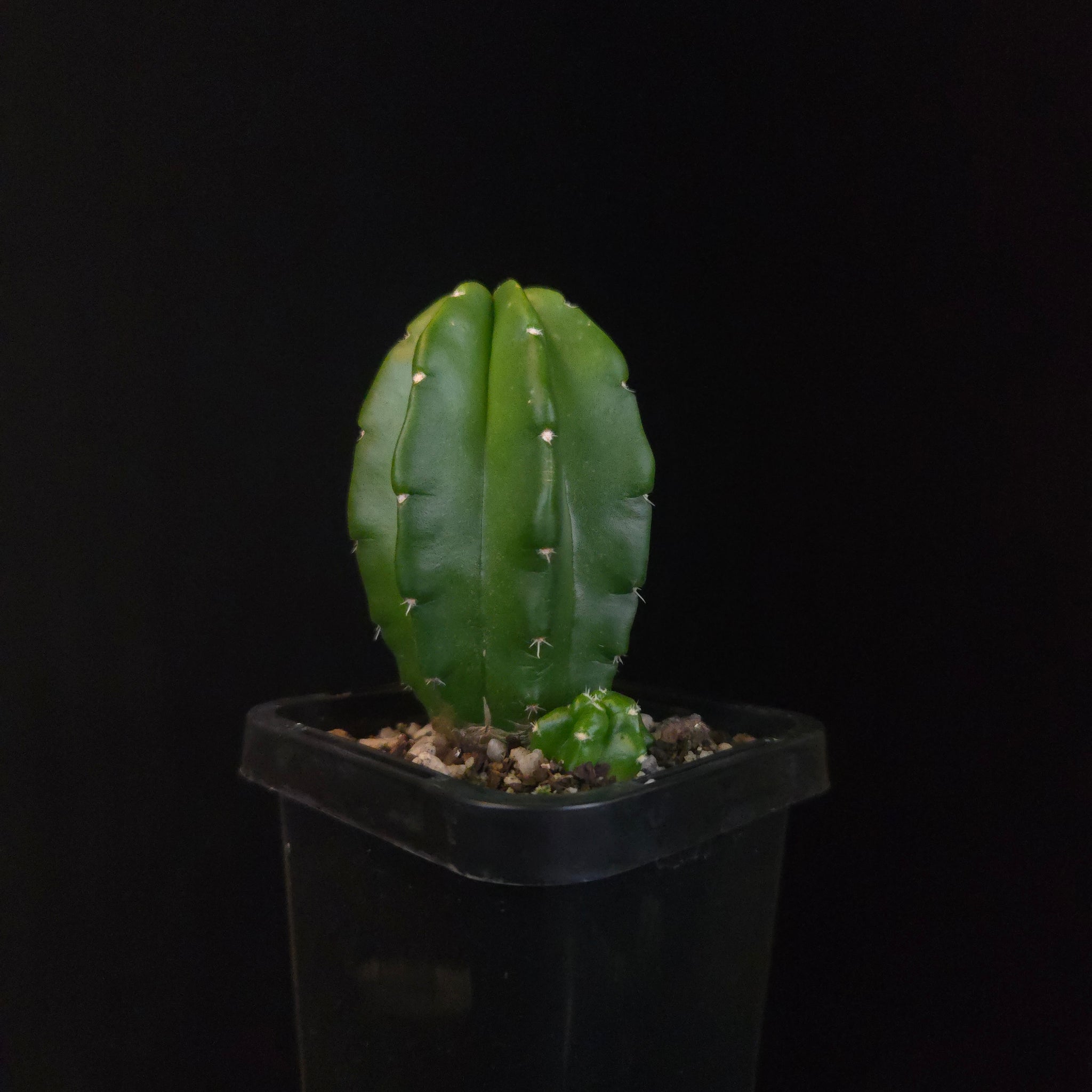 Echinocereus moricalii (syn. viereckii)